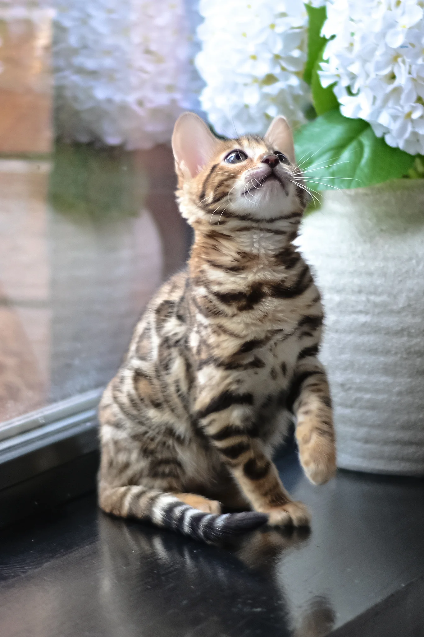 Freya | Bengal Kitten - Image 9