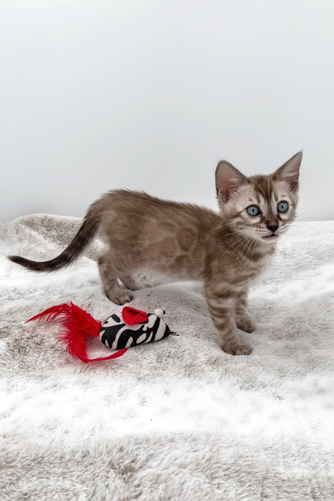 Gwen | Bengal Kitten - Image 10
