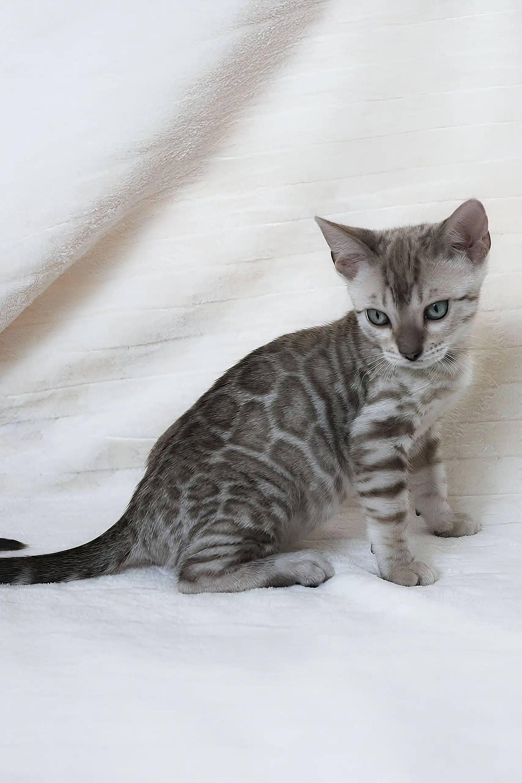 Hanuma | Bengal Kitten - Image 8