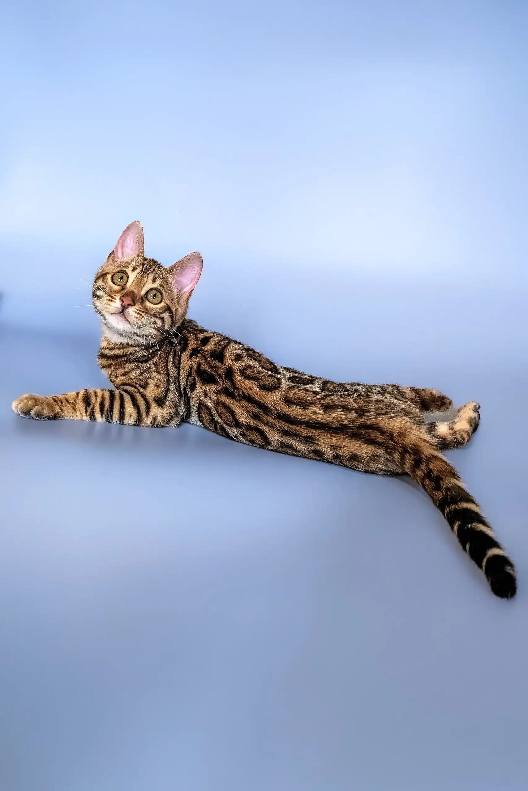 Hope | Bengal Kitten - Image 7