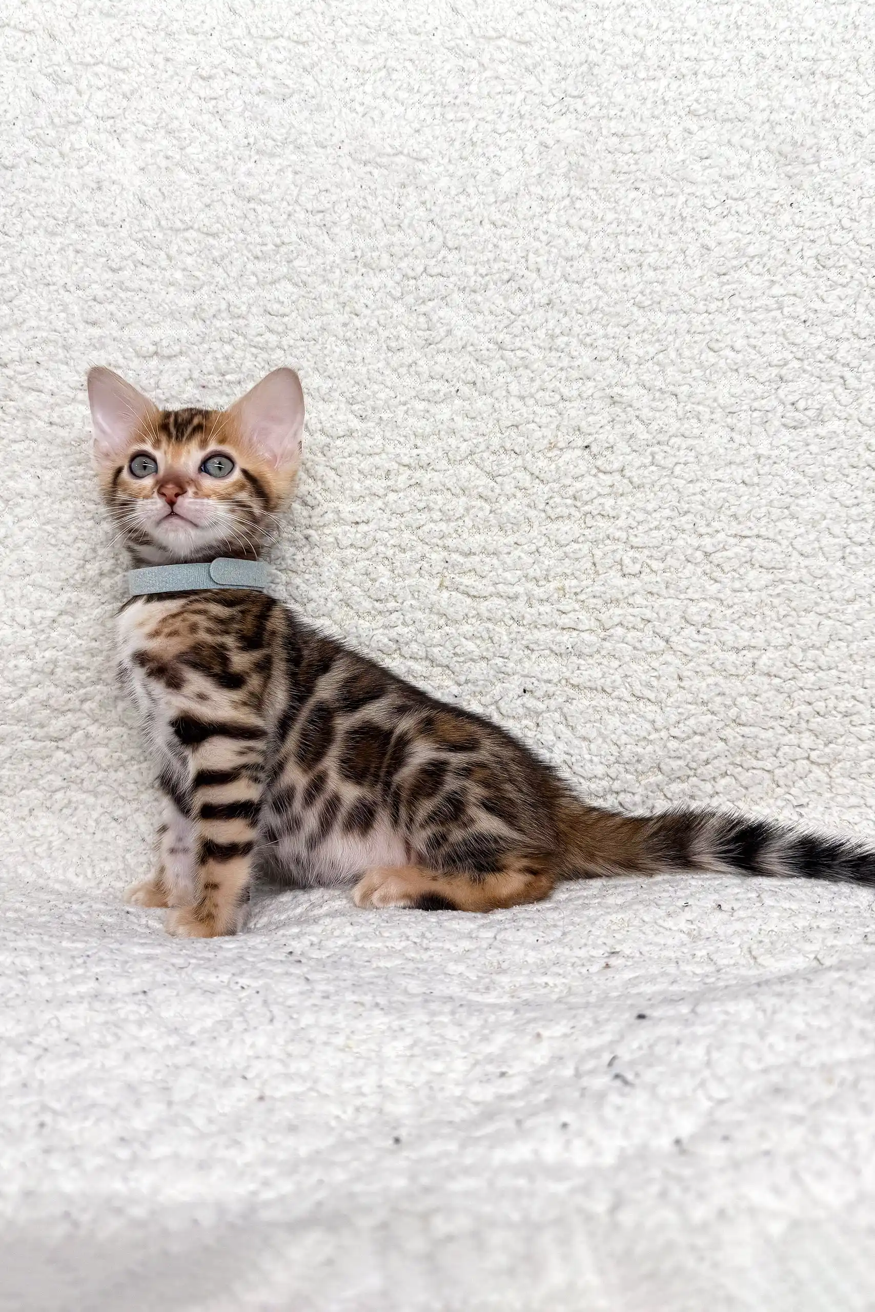 Josephine | Bengal Kitten - Image 2