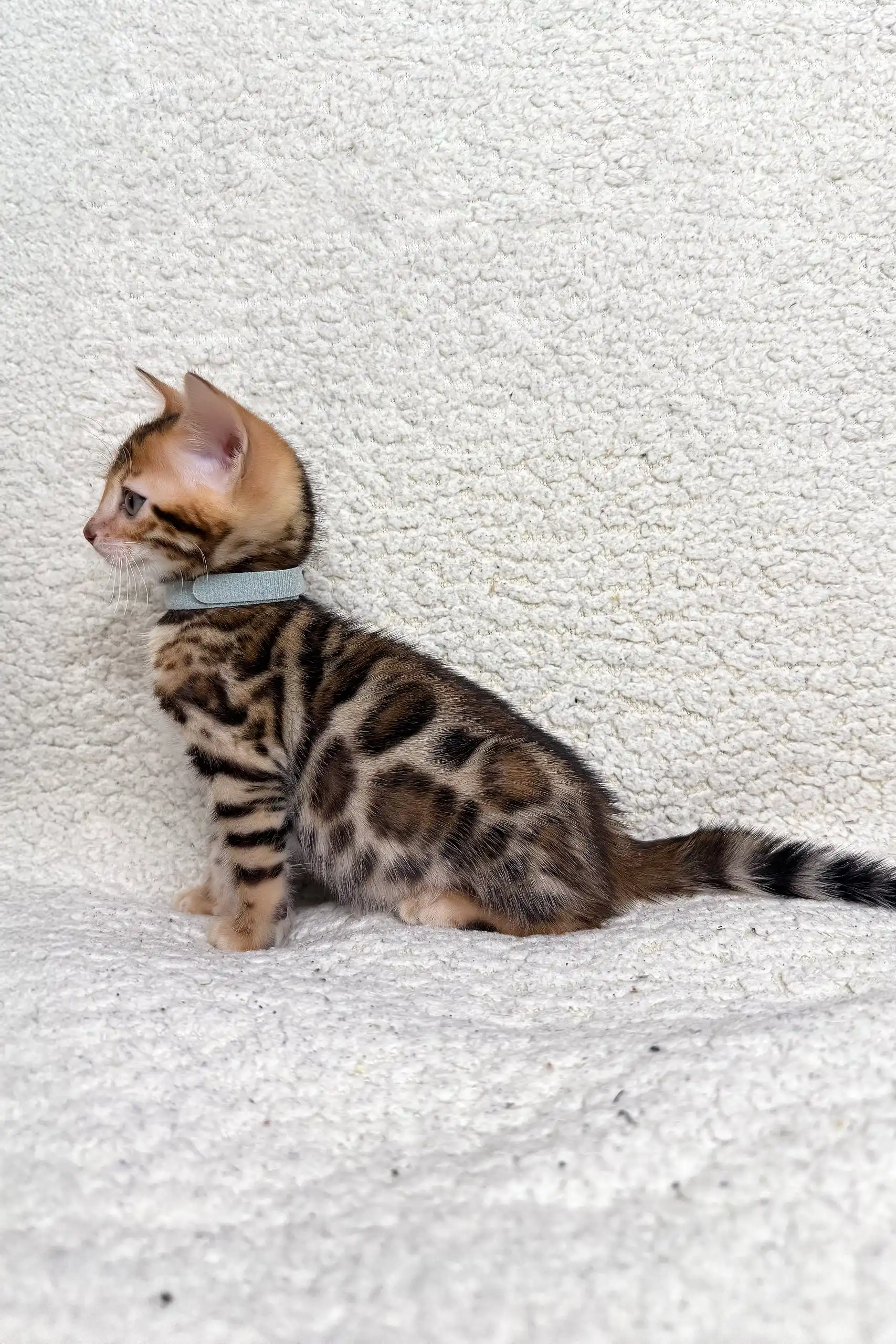 Josephine | Bengal Kitten - Image 3