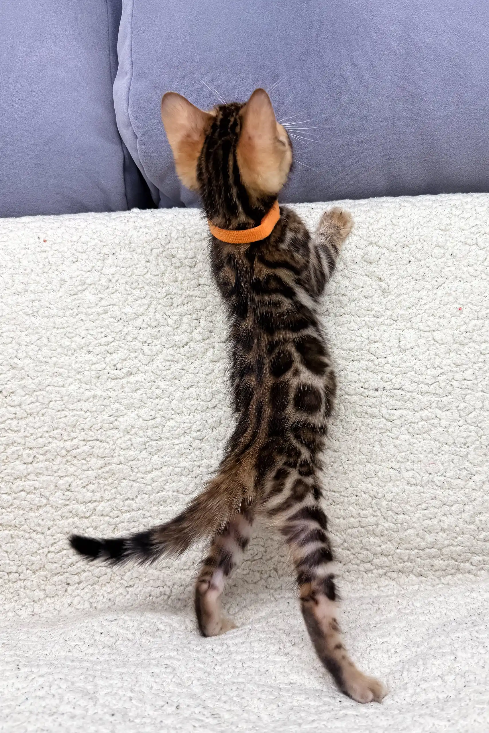 Jasmine | Bengal Kitten - Image 6