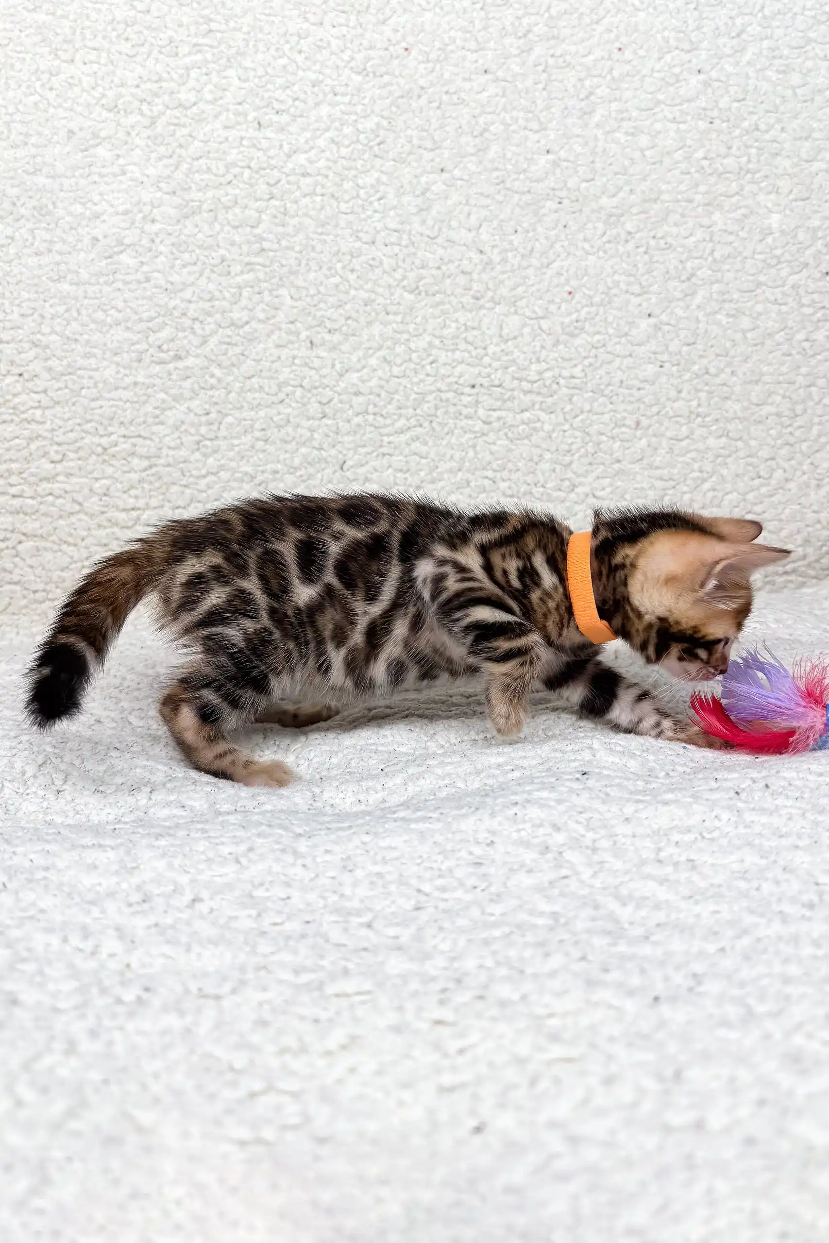 Jasmine | Bengal Kitten - Image 7