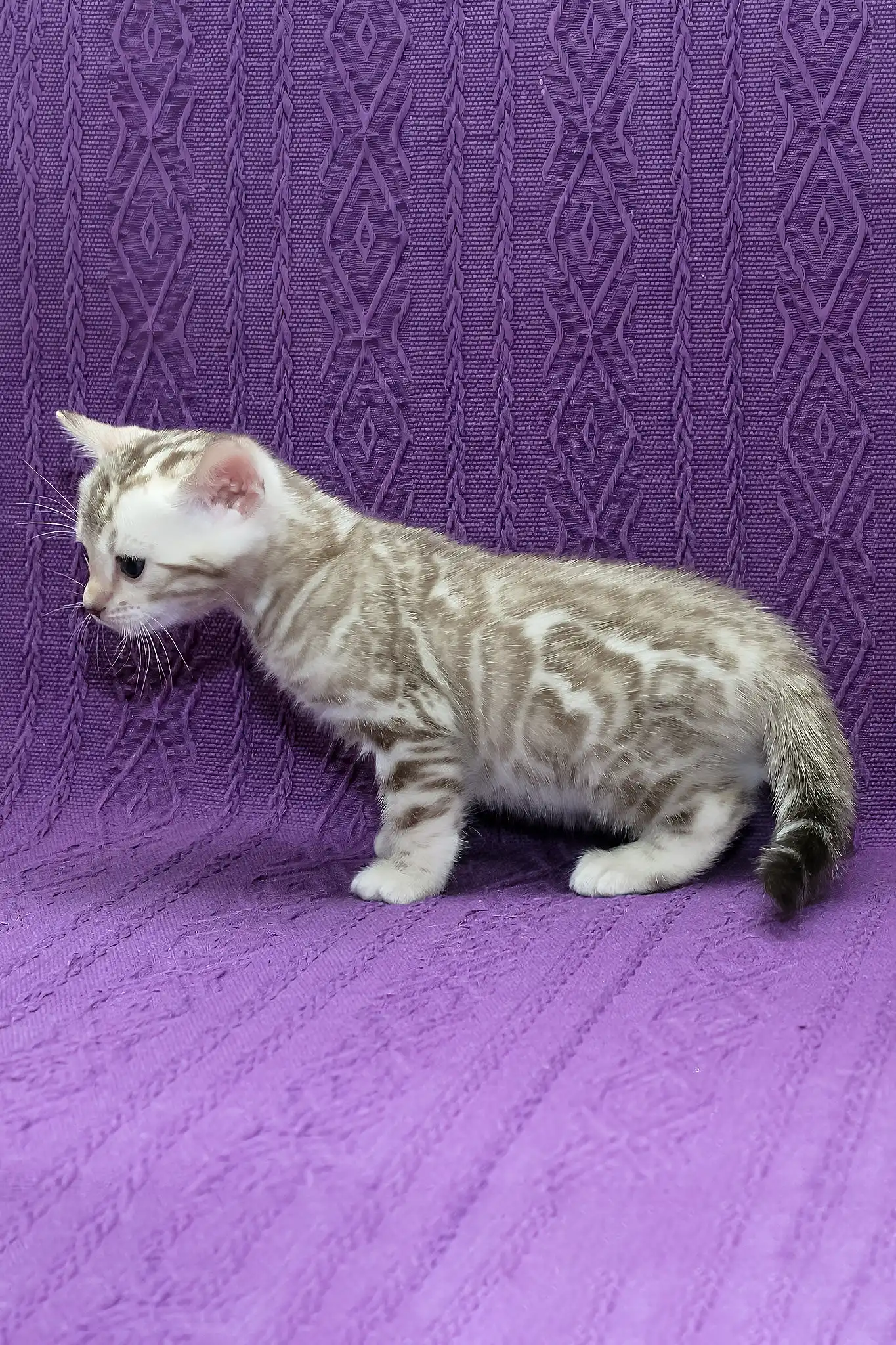 Kassandra | Bengal Kitten - Image 3
