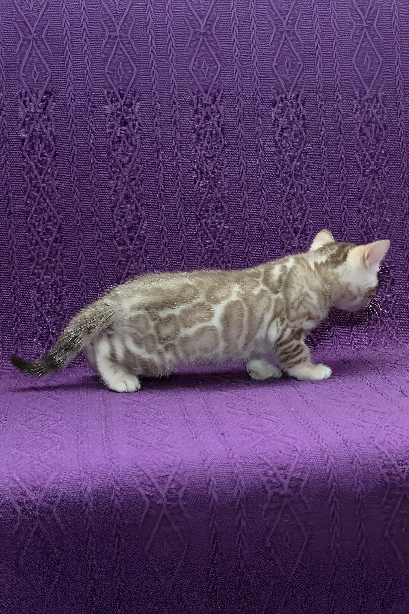 Kassandra | Bengal Kitten - Image 4