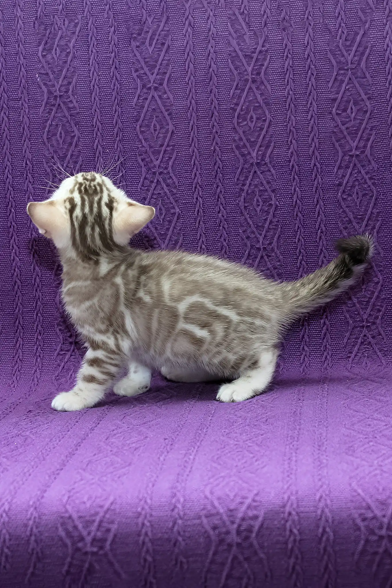 Kassandra | Bengal Kitten - Image 5