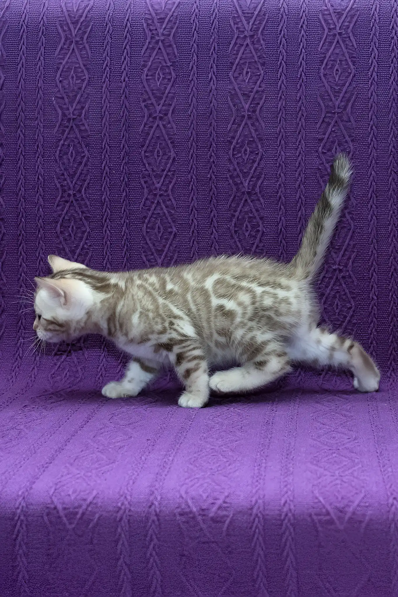 Kassandra | Bengal Kitten - Image 7