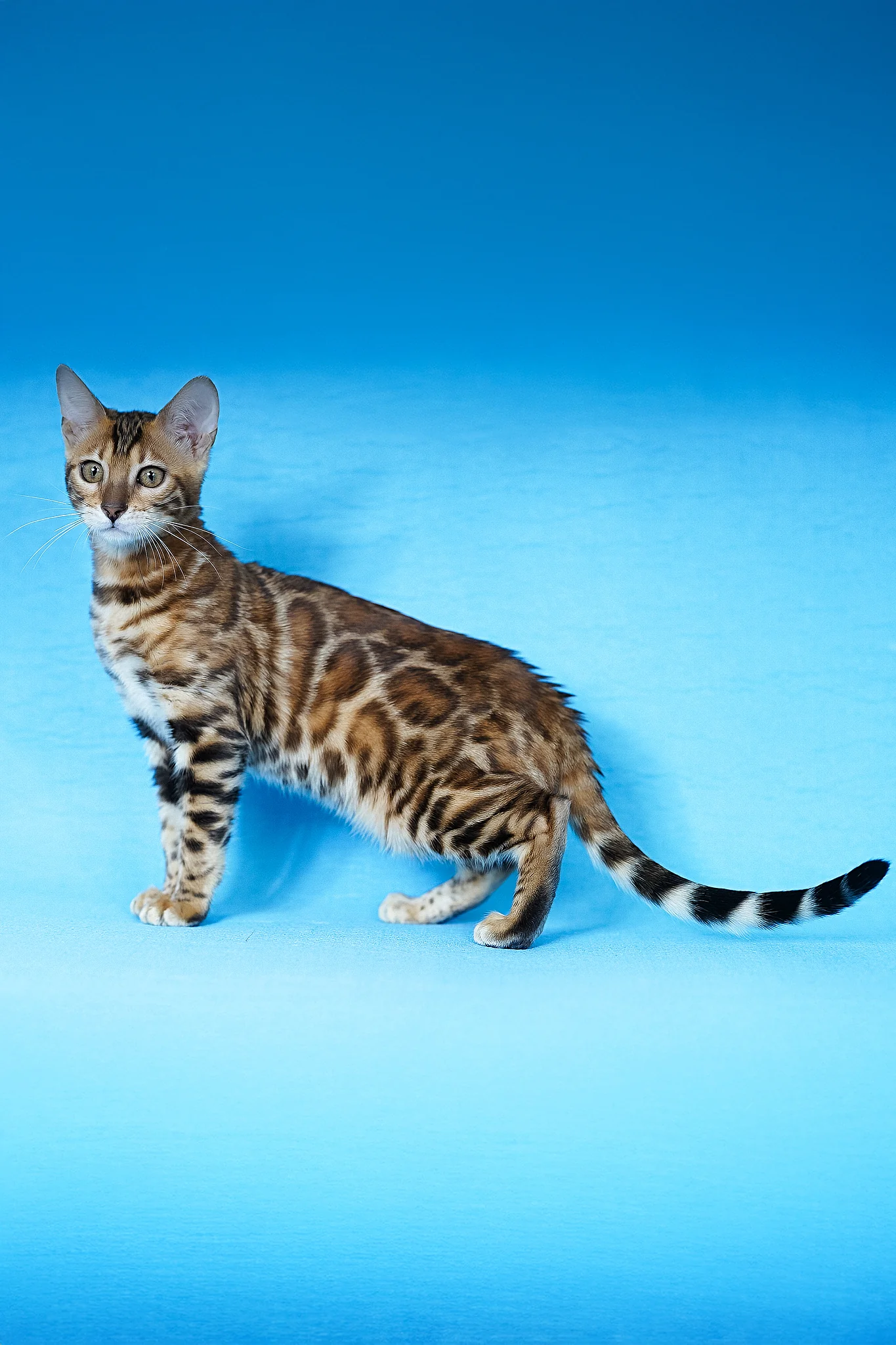 Katarina | Bengal Kitten - Image 3
