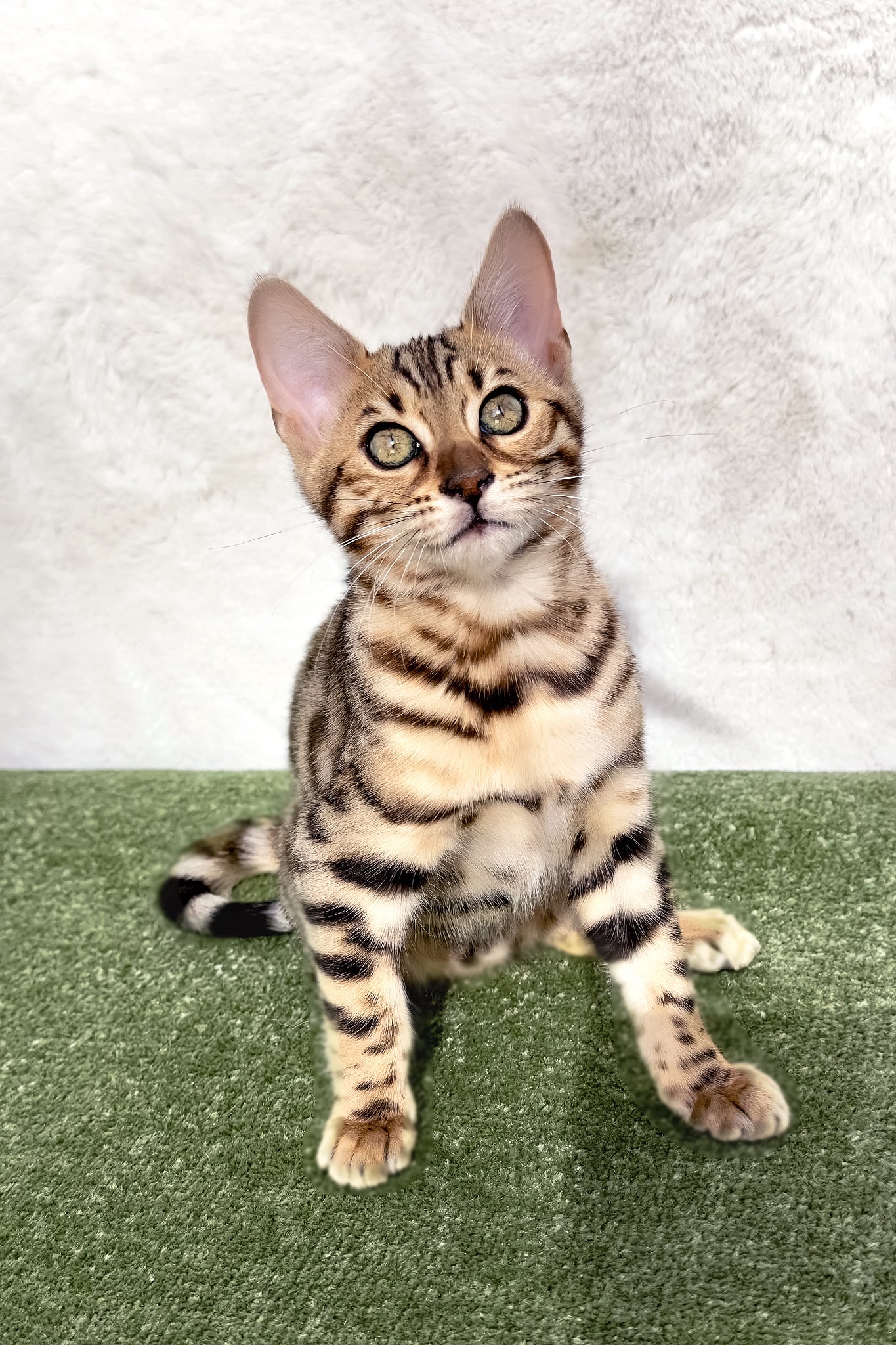 Kiara | Bengal Kitten - Image 2