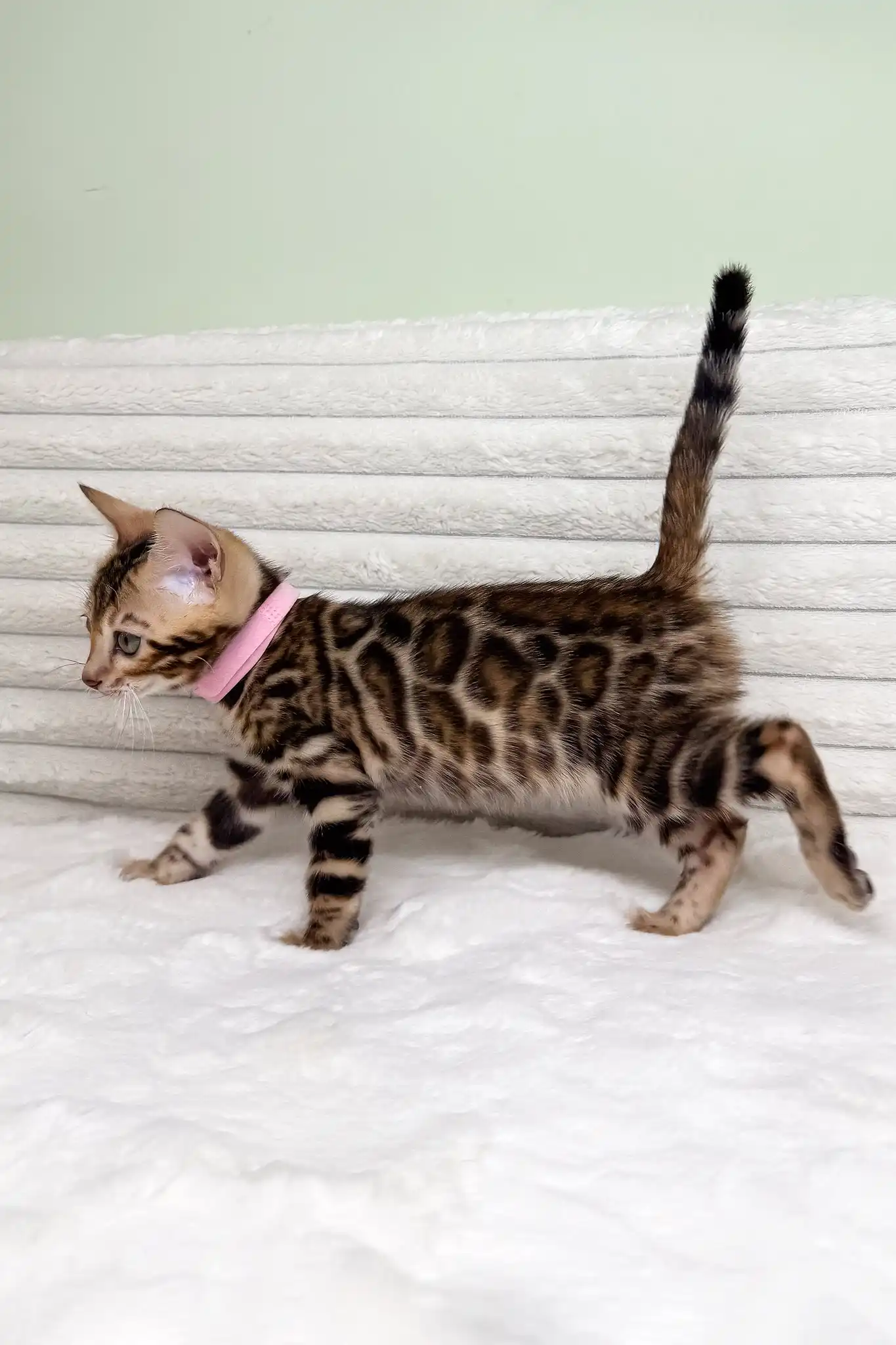 Kimberly | Bengal Kitten - Image 6