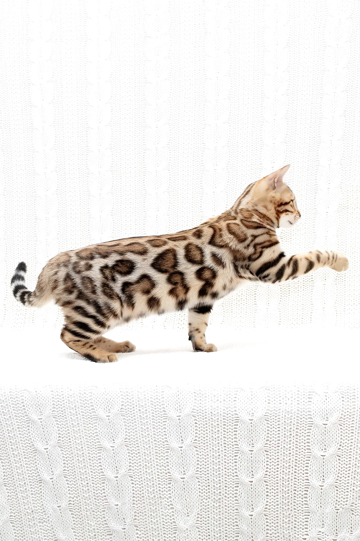 Mia | Bengal Kitten - Image 4