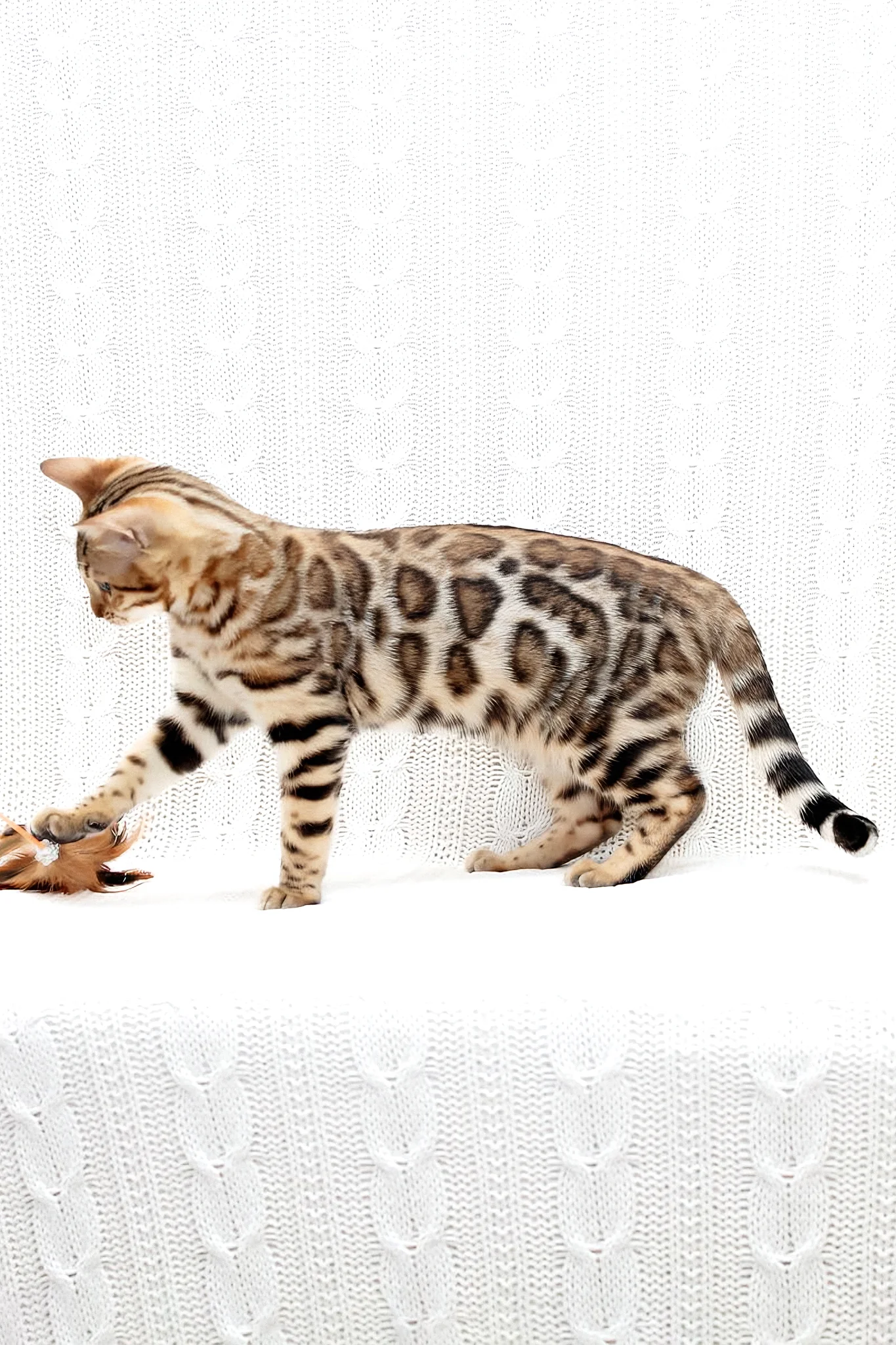 Mia | Bengal Kitten - Image 5