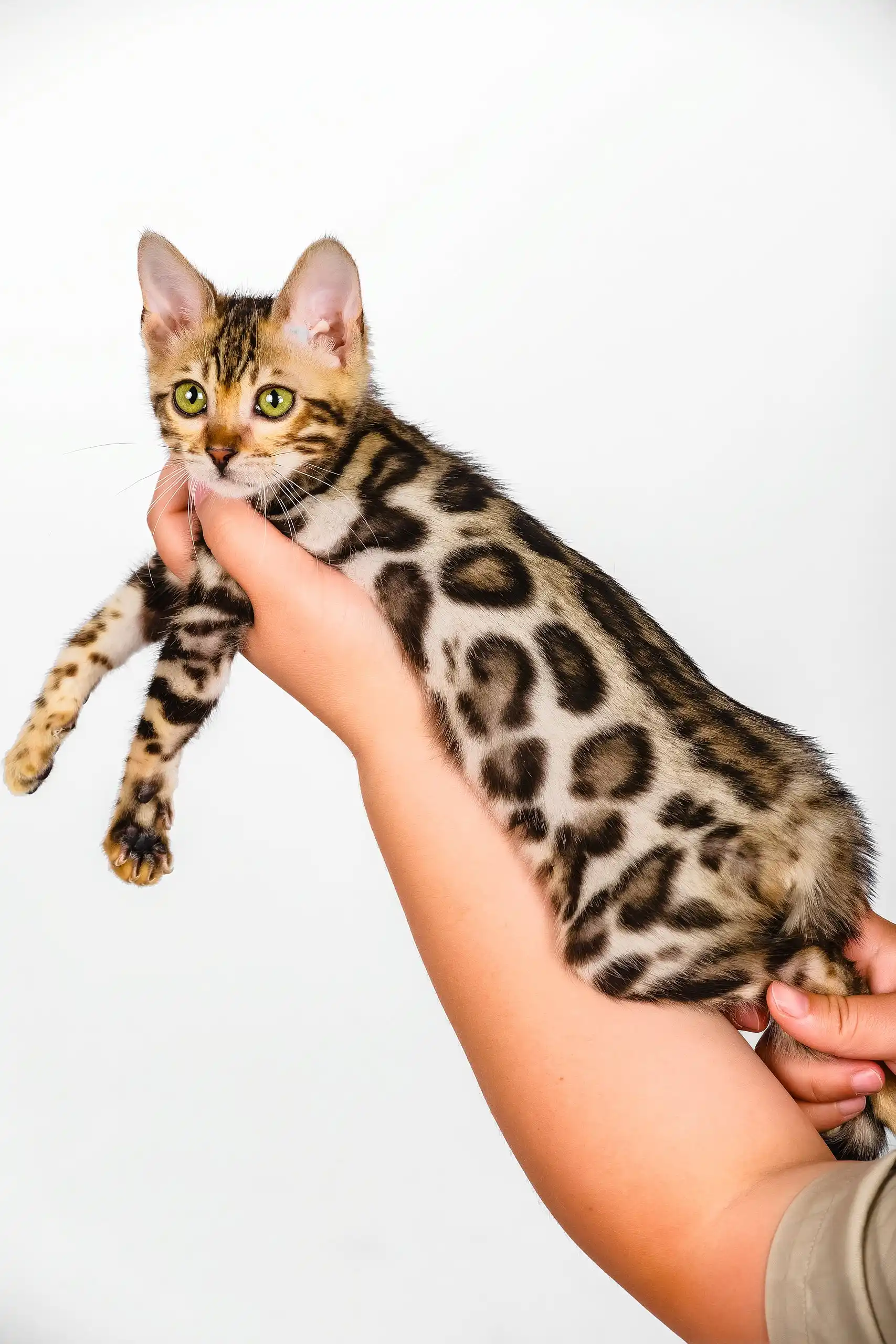 Nancy | Bengal Kitten - Image 7