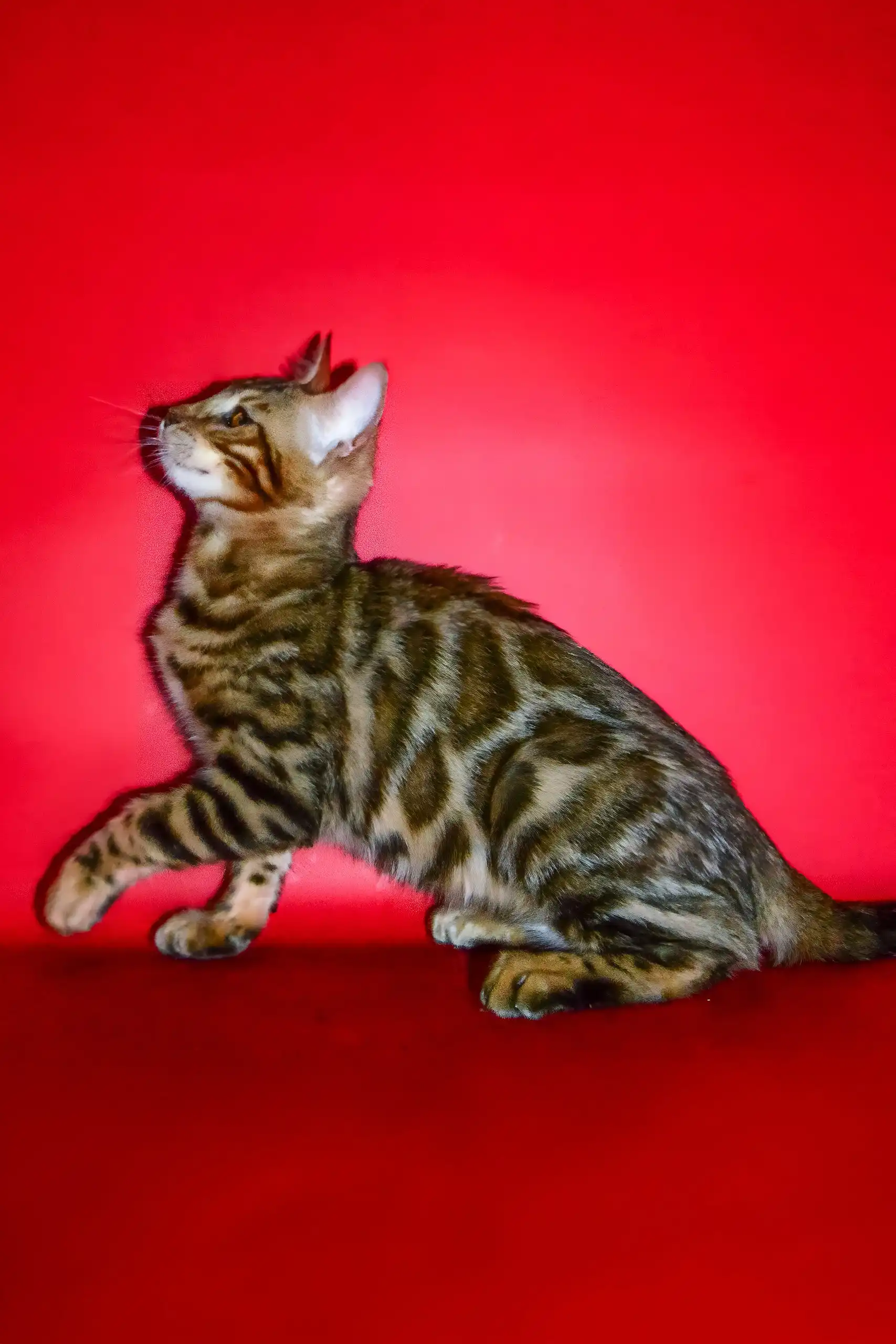 Nani | Bengal Kitten - Image 4