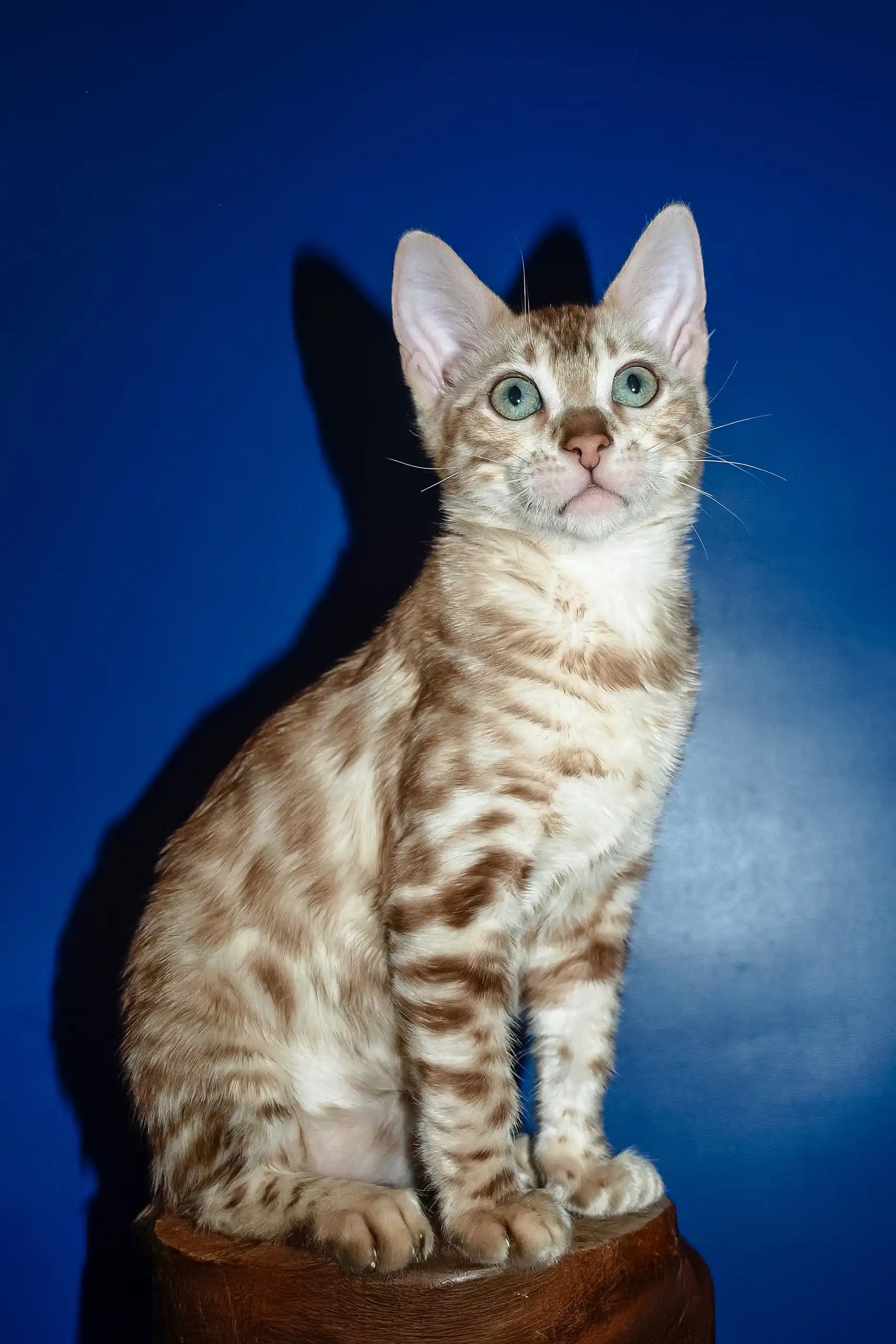 Naomi | Bengal Kitten - Image 2