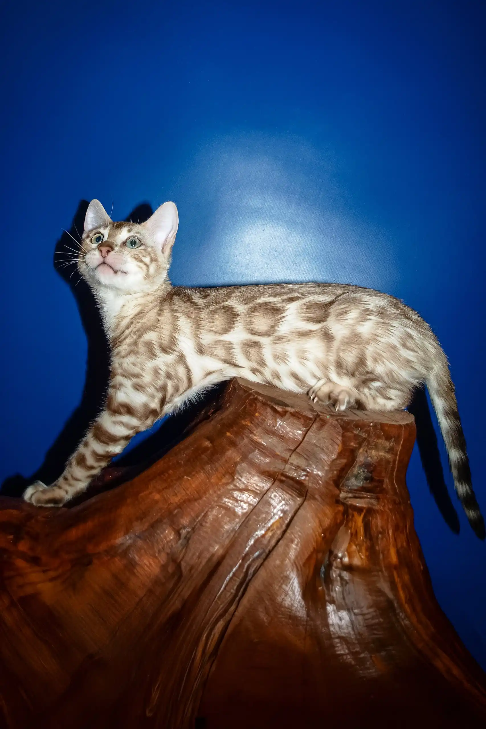 Naomi | Bengal Kitten - Image 4