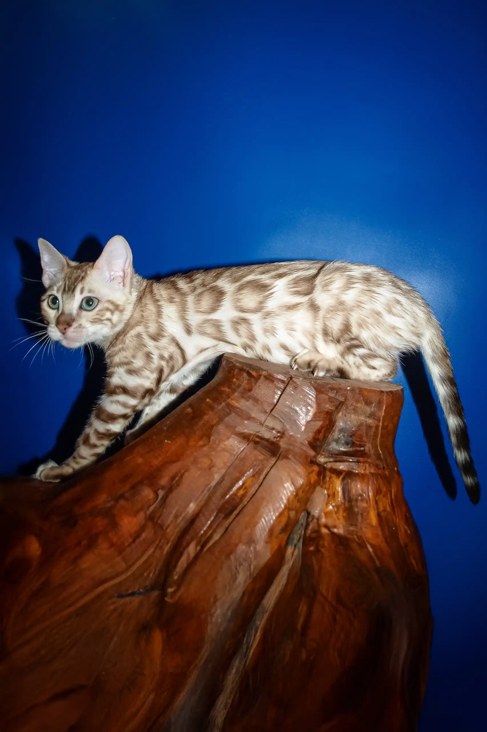 Naomi | Bengal Kitten - Image 5