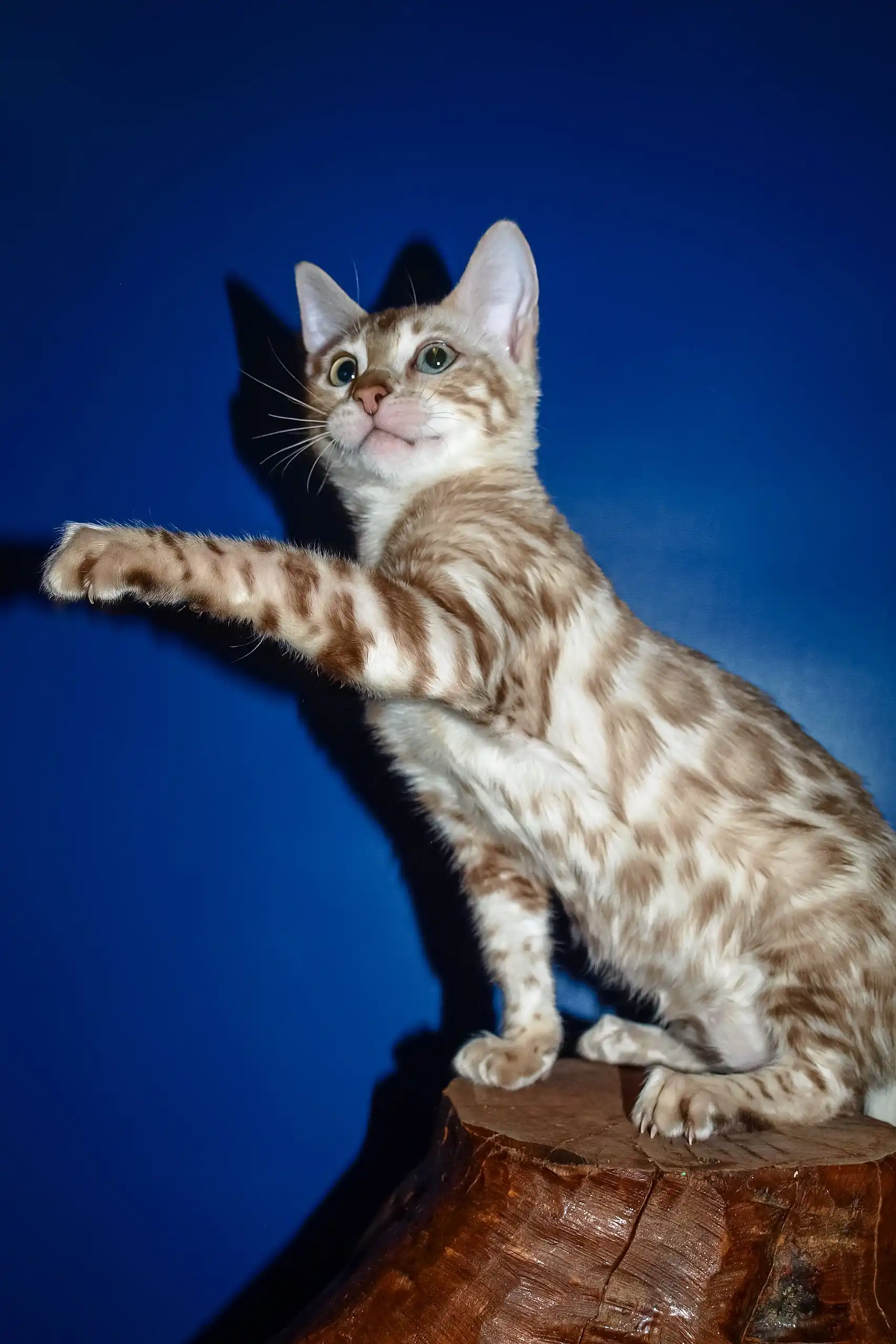 Naomi | Bengal Kitten - Image 7