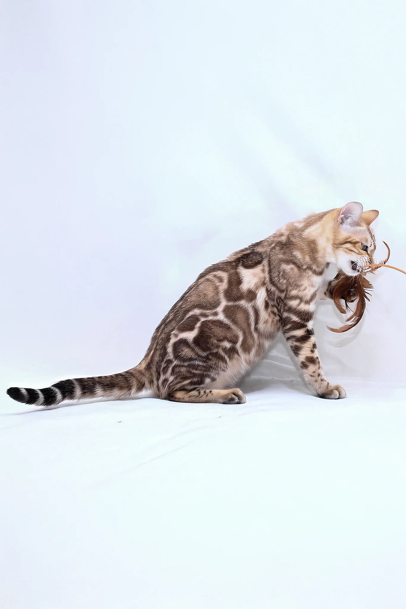 Nicole | Bengal Kitten - Image 5