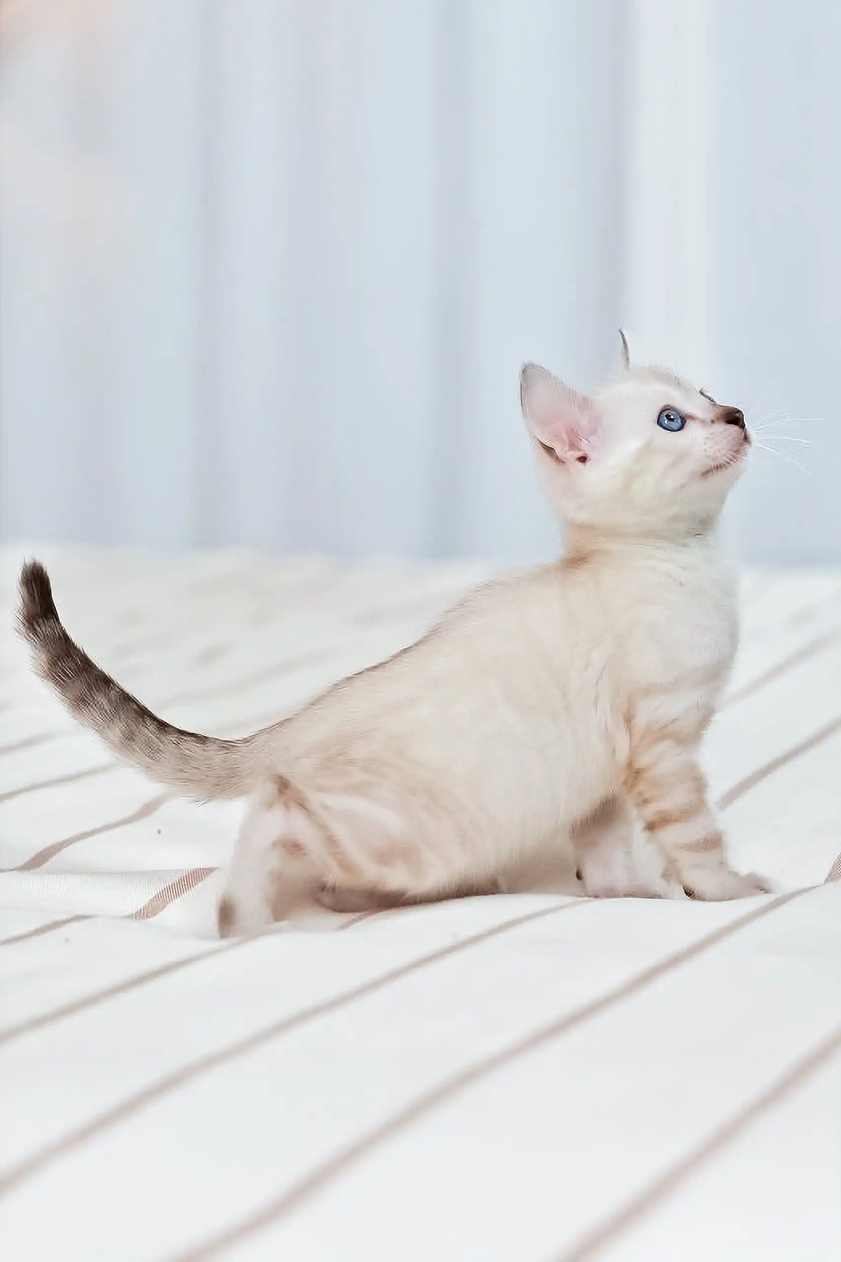 Nov Fiona | Bengal Kitten - Image 4