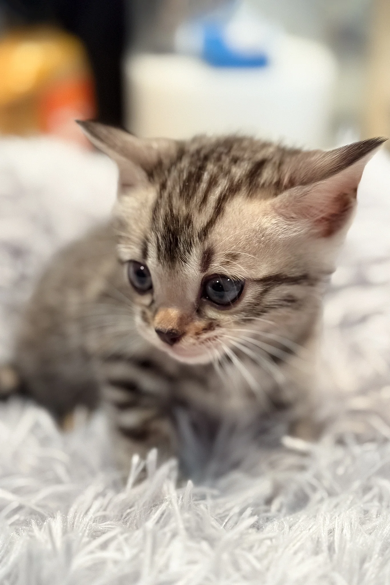 Nova | Bengal Kitten - Image 3