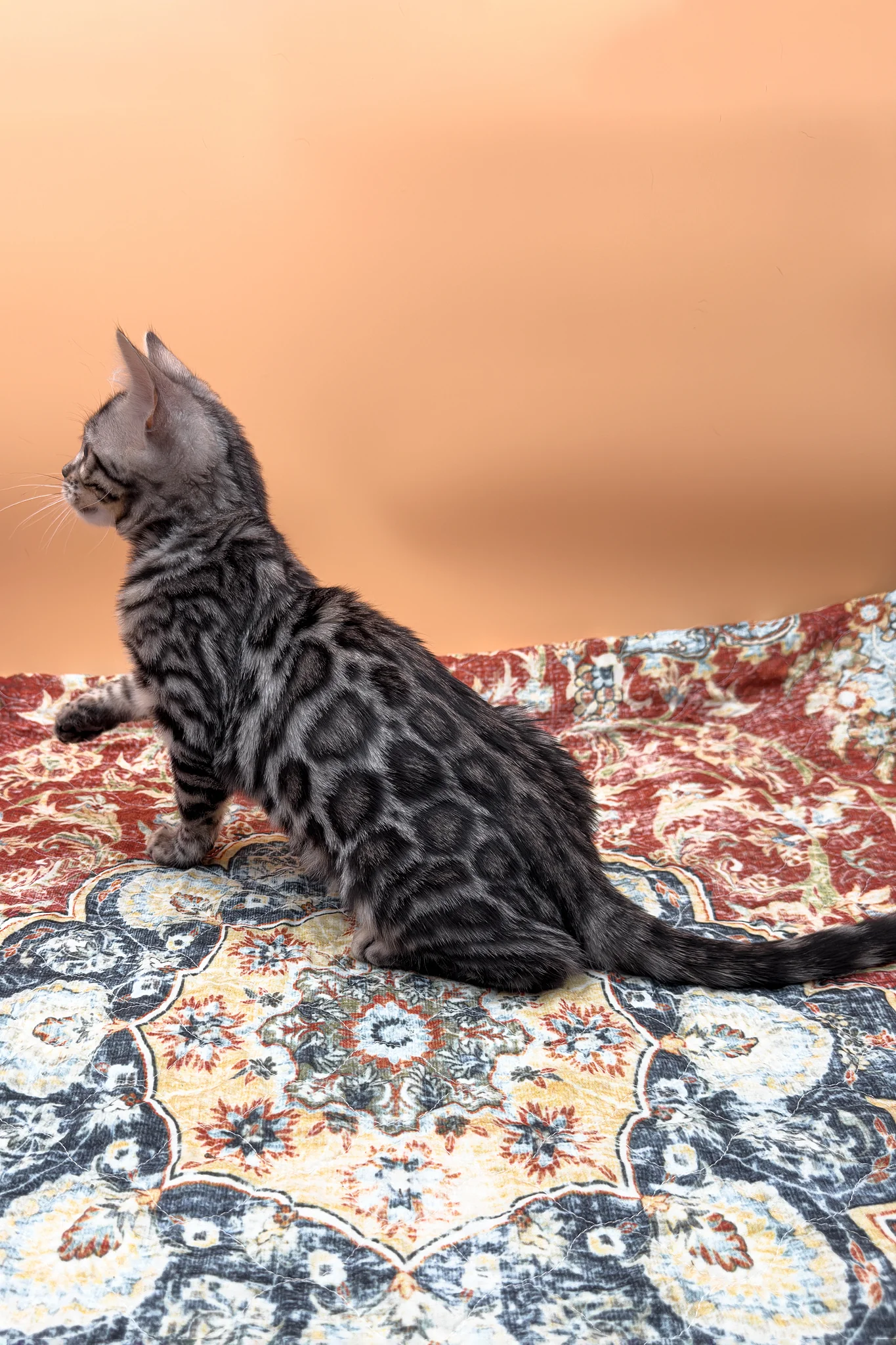 Nymeria | Bengal Kitten - Image 11