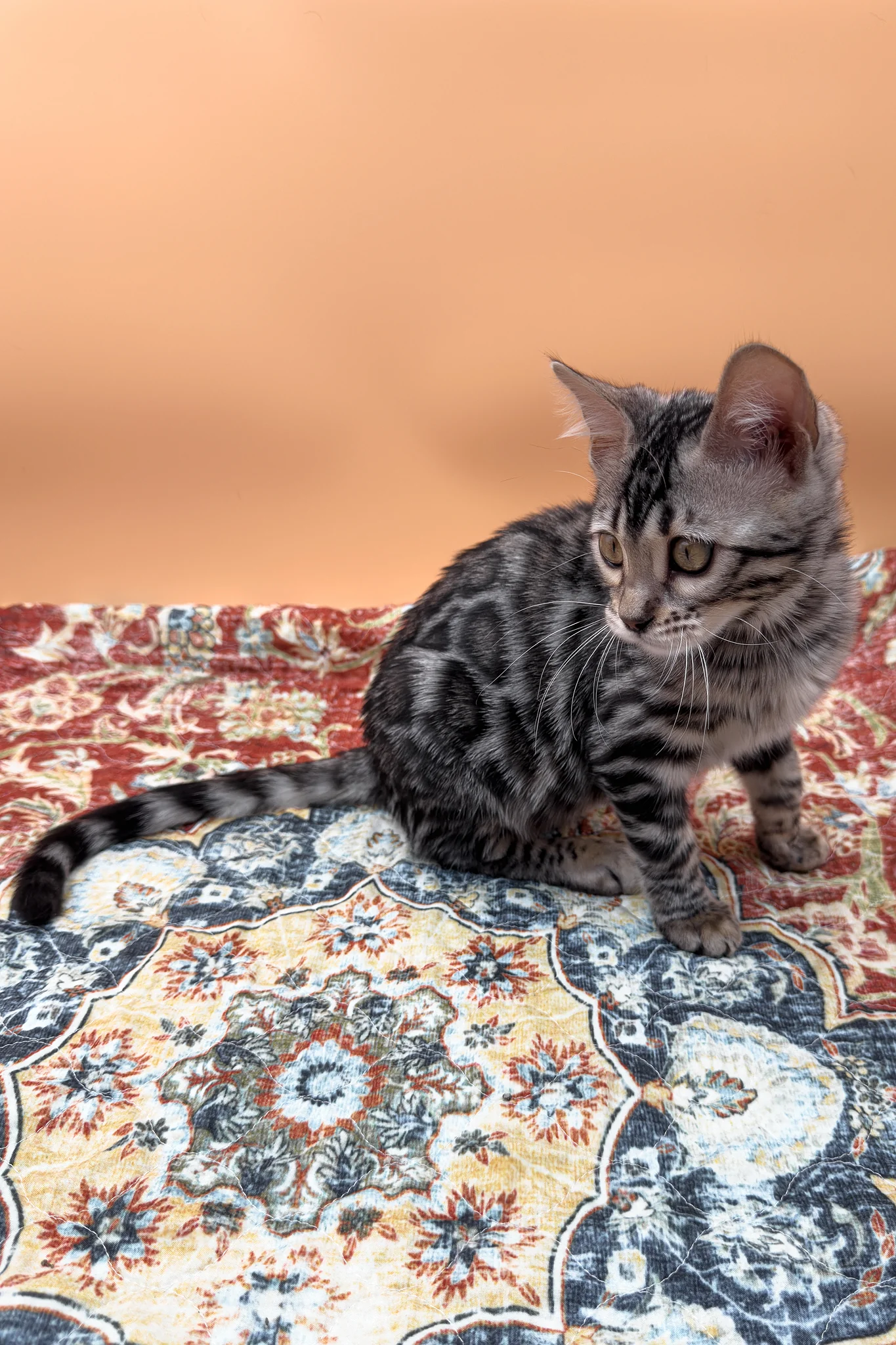 Nymeria | Bengal Kitten - Image 9