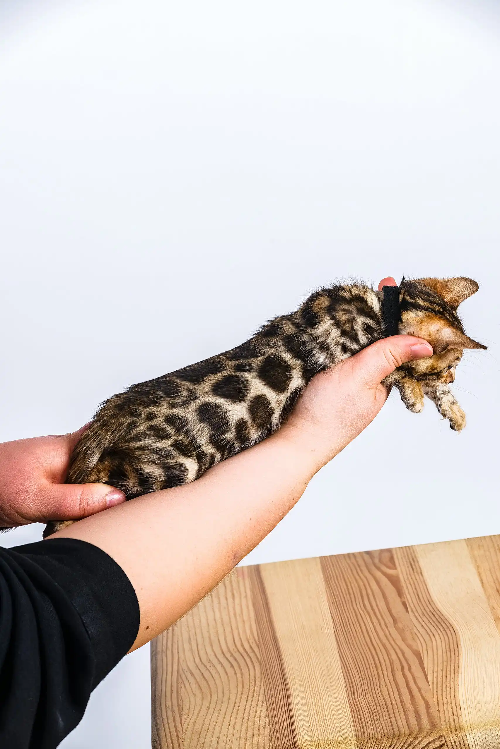Odette | Bengal Kitten - Image 6
