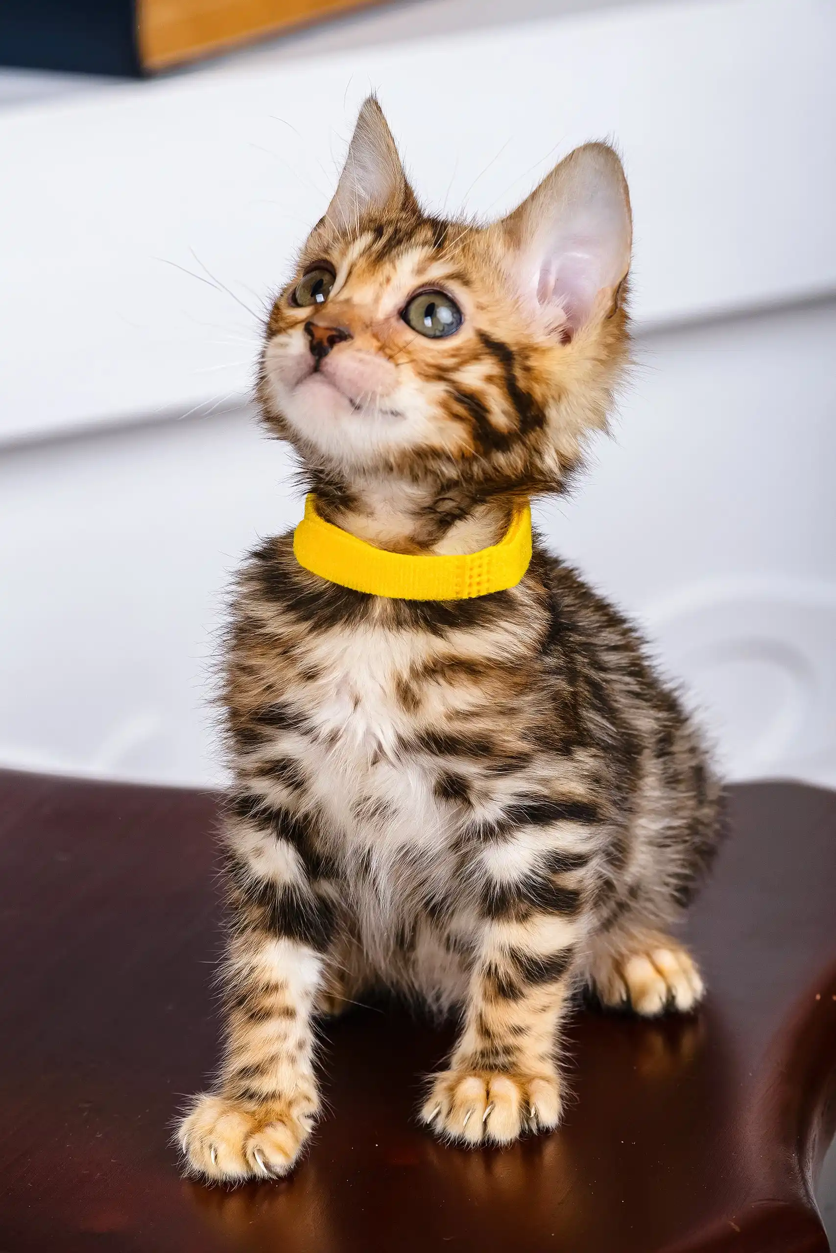 Paris | Bengal Kitten - Image 3