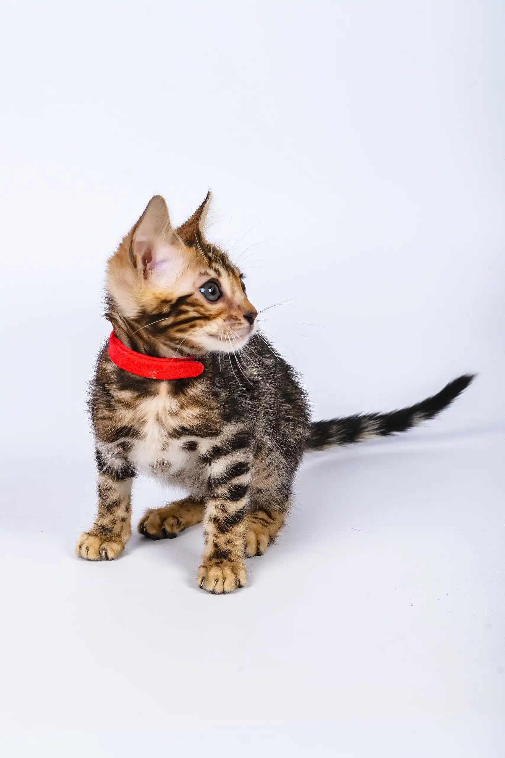 Penny | Bengal Kitten - Image 4