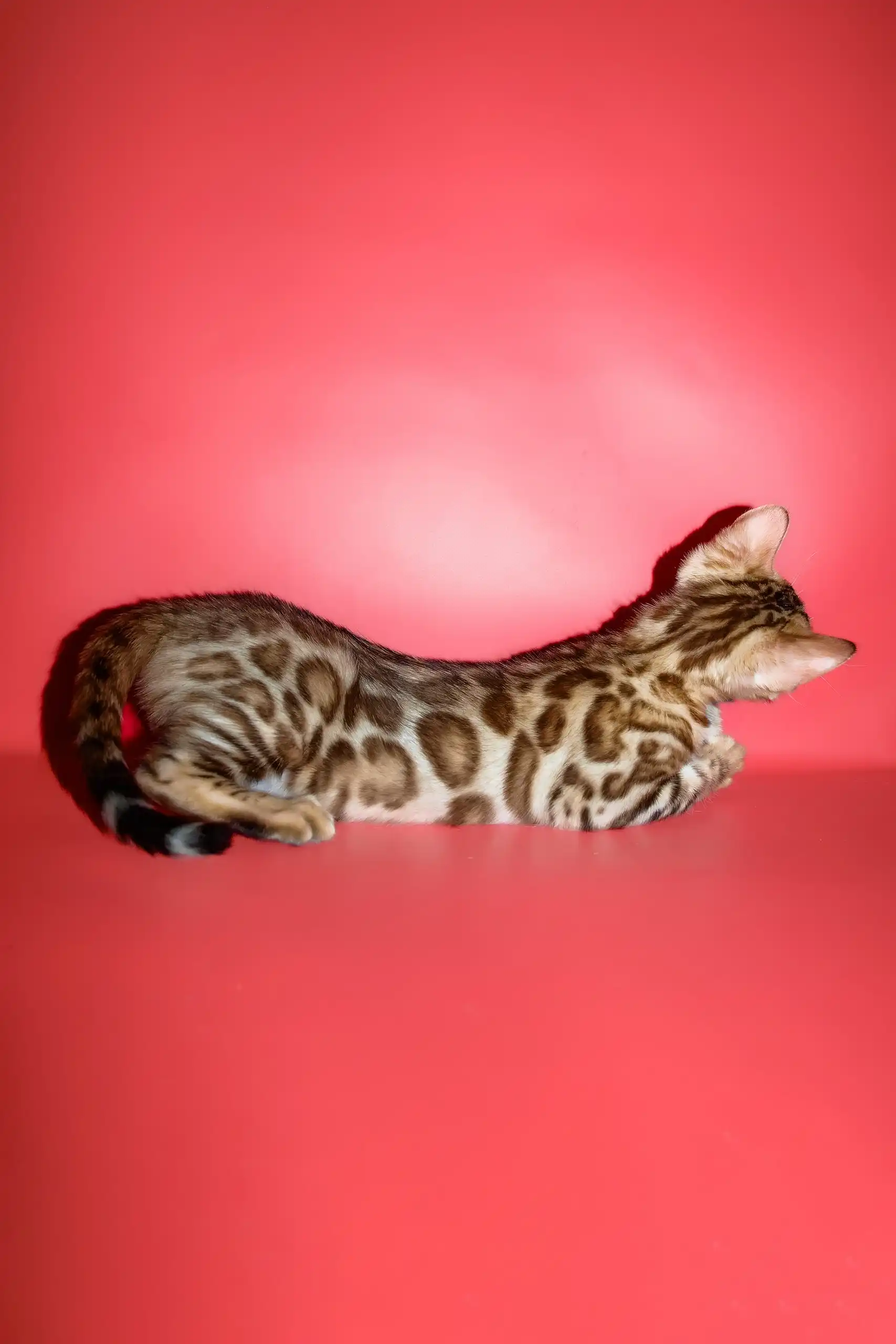 Polli | Bengal Kitten - Image 5