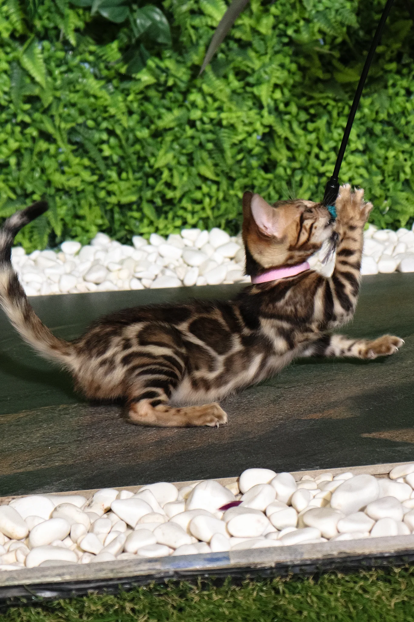 Rachel | Bengal Kitten - Image 5