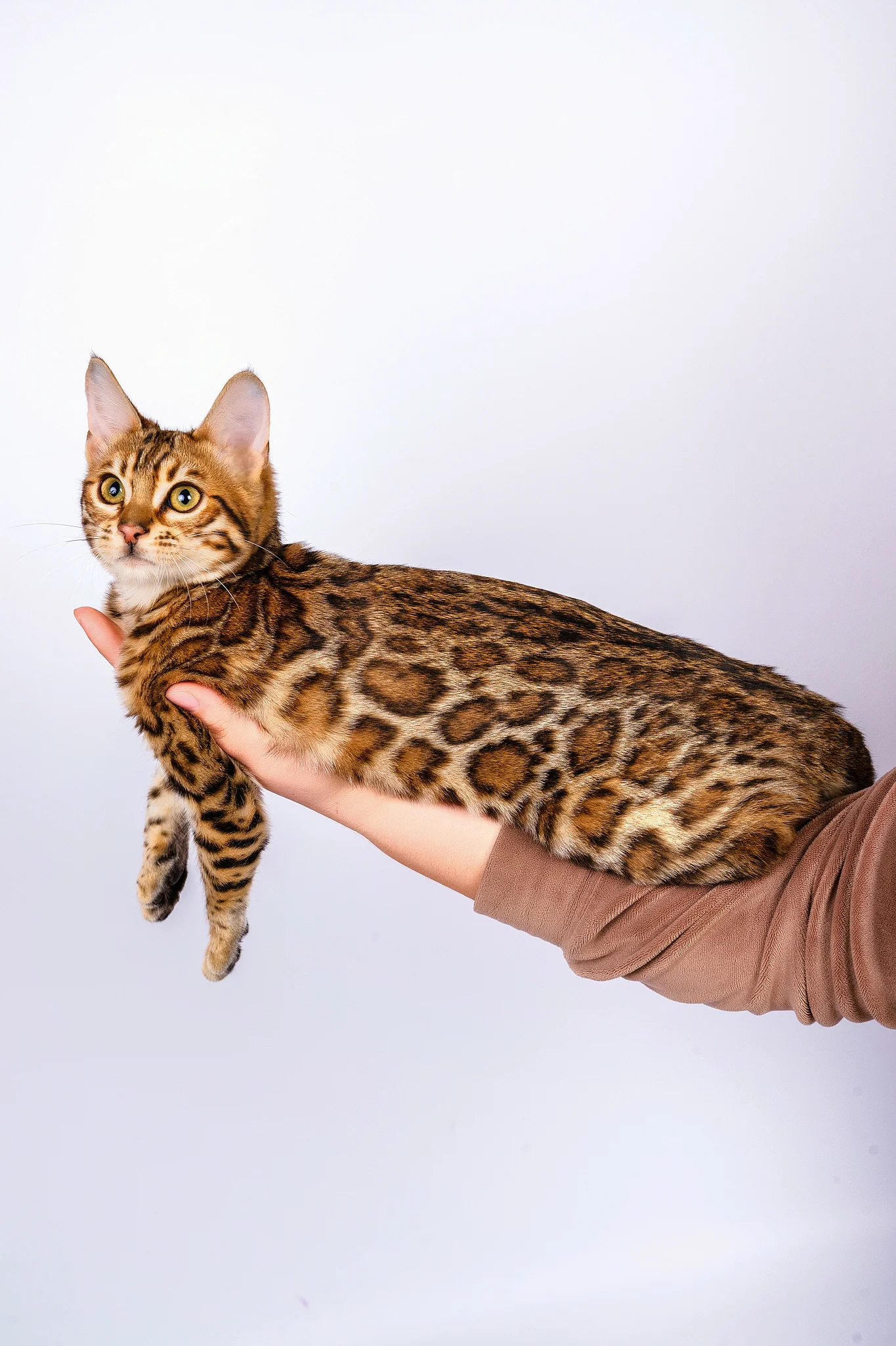 Sabina | Bengal Kitten - Image 4