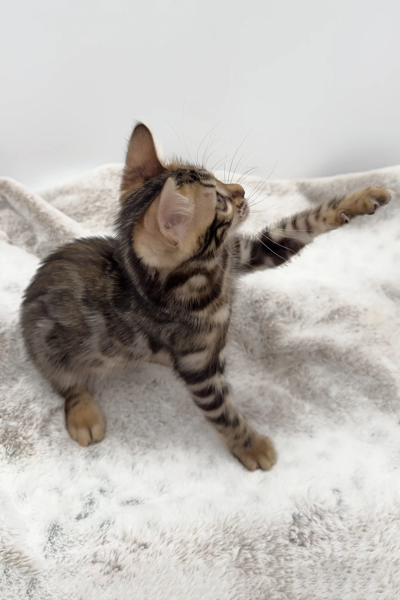 Sadie | Bengal Kitten - Image 4