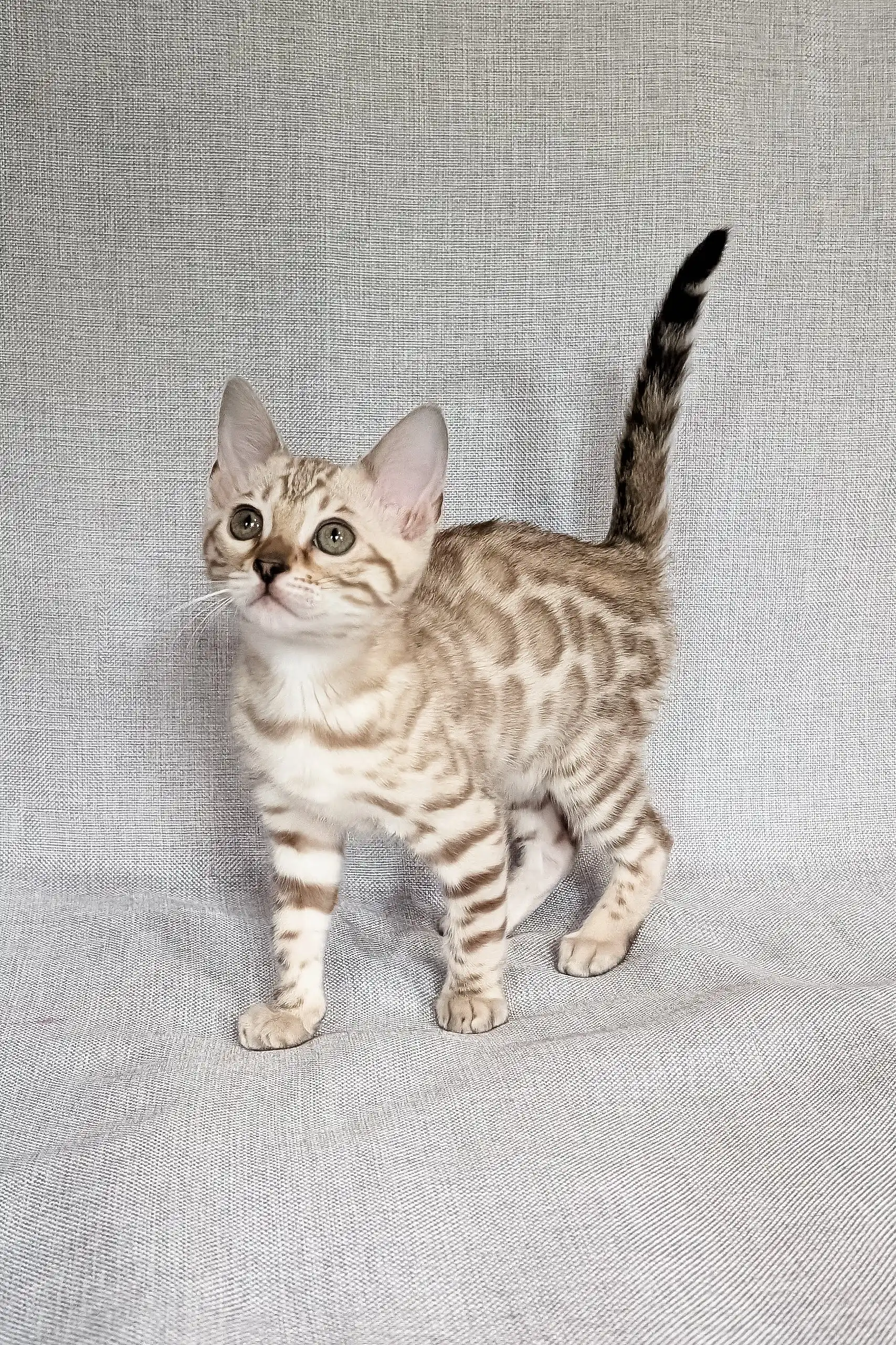 Scarlet | Bengal Kitten - Image 5