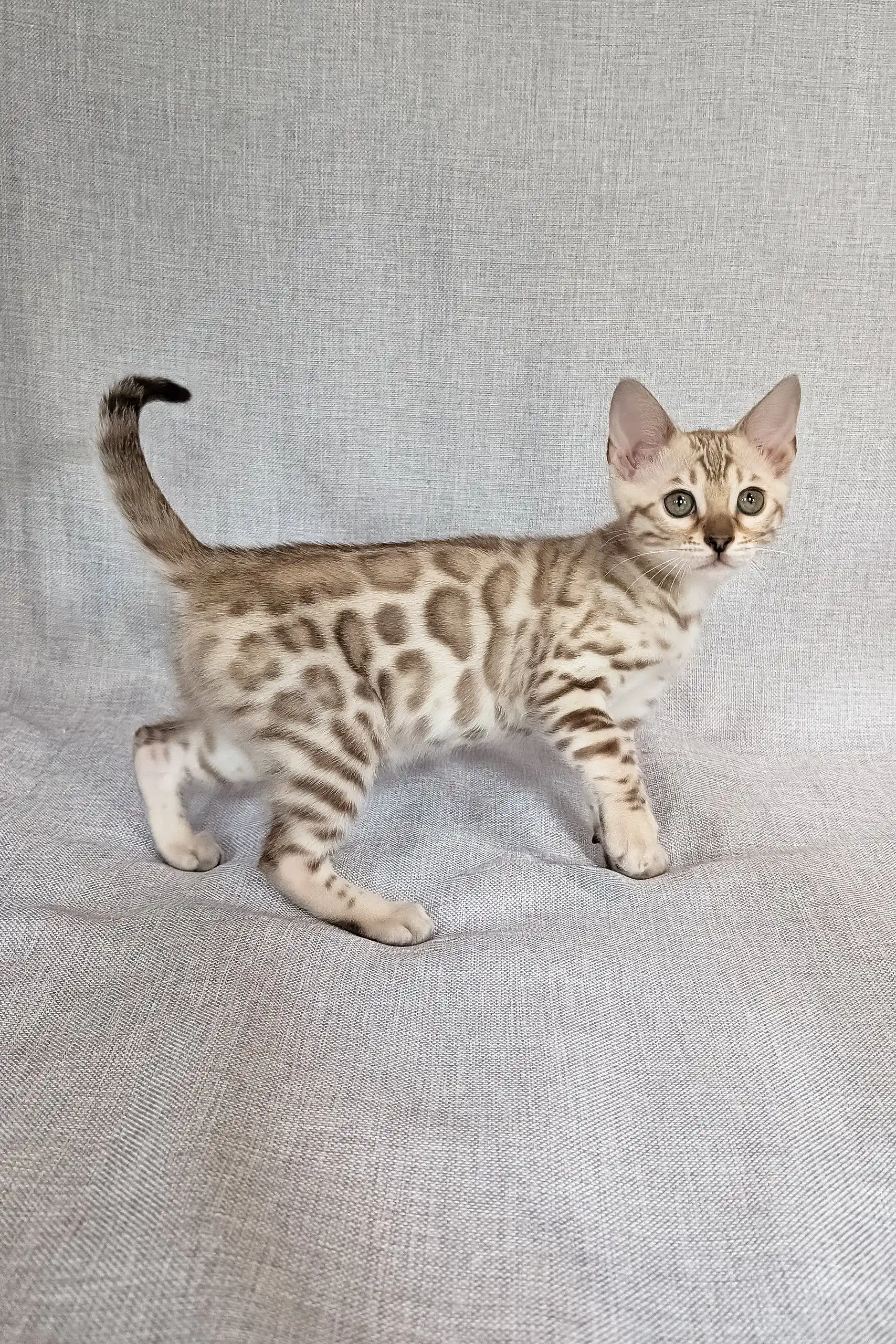 Scarlet | Bengal Kitten - Image 6