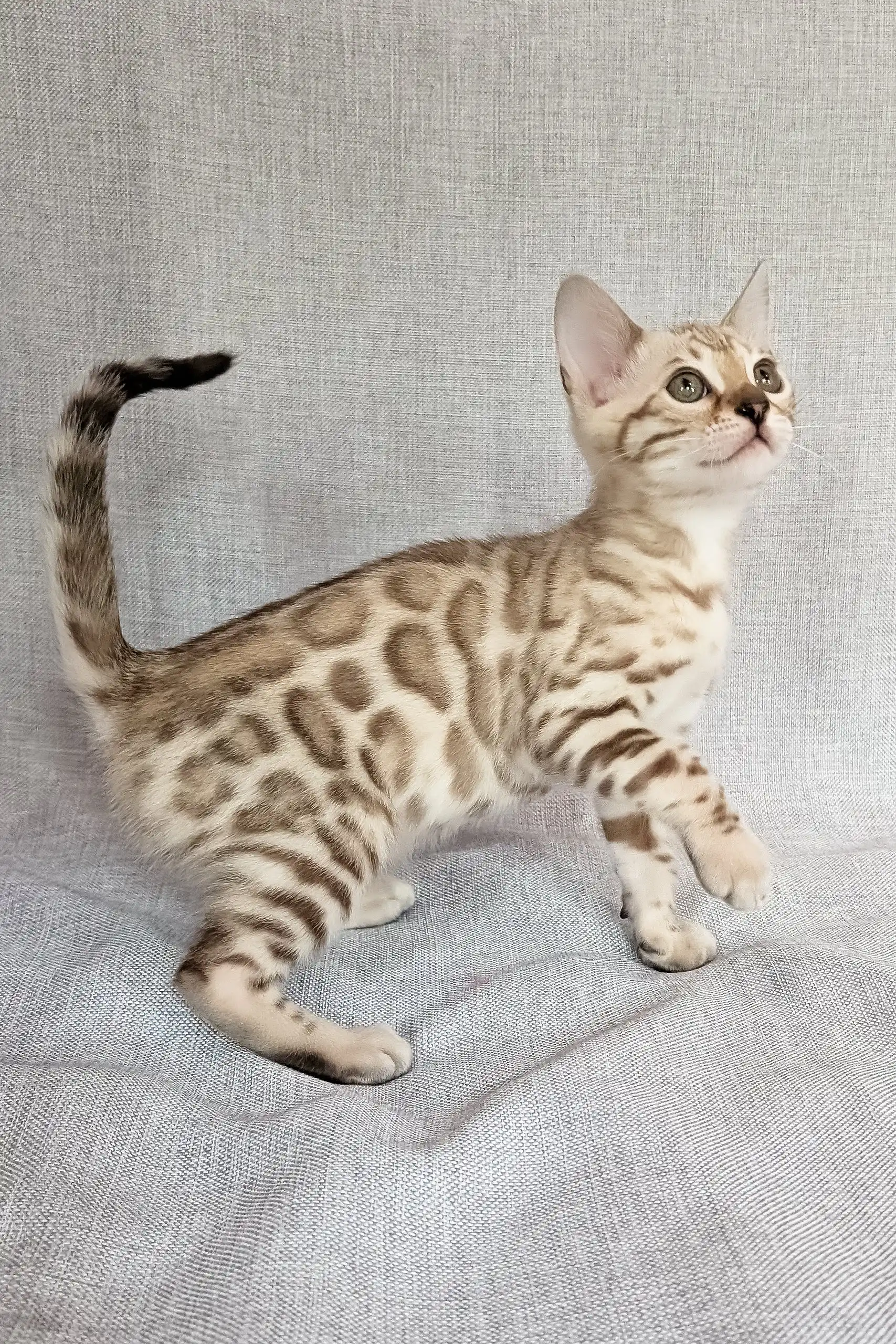 Scarlet | Bengal Kitten - Image 9