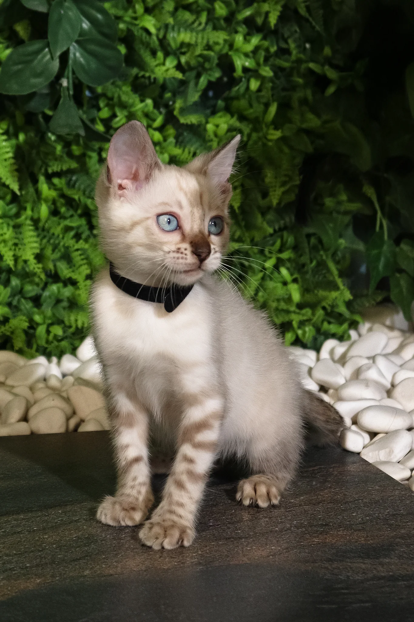 Silvia | Bengal Kitten - Image 2