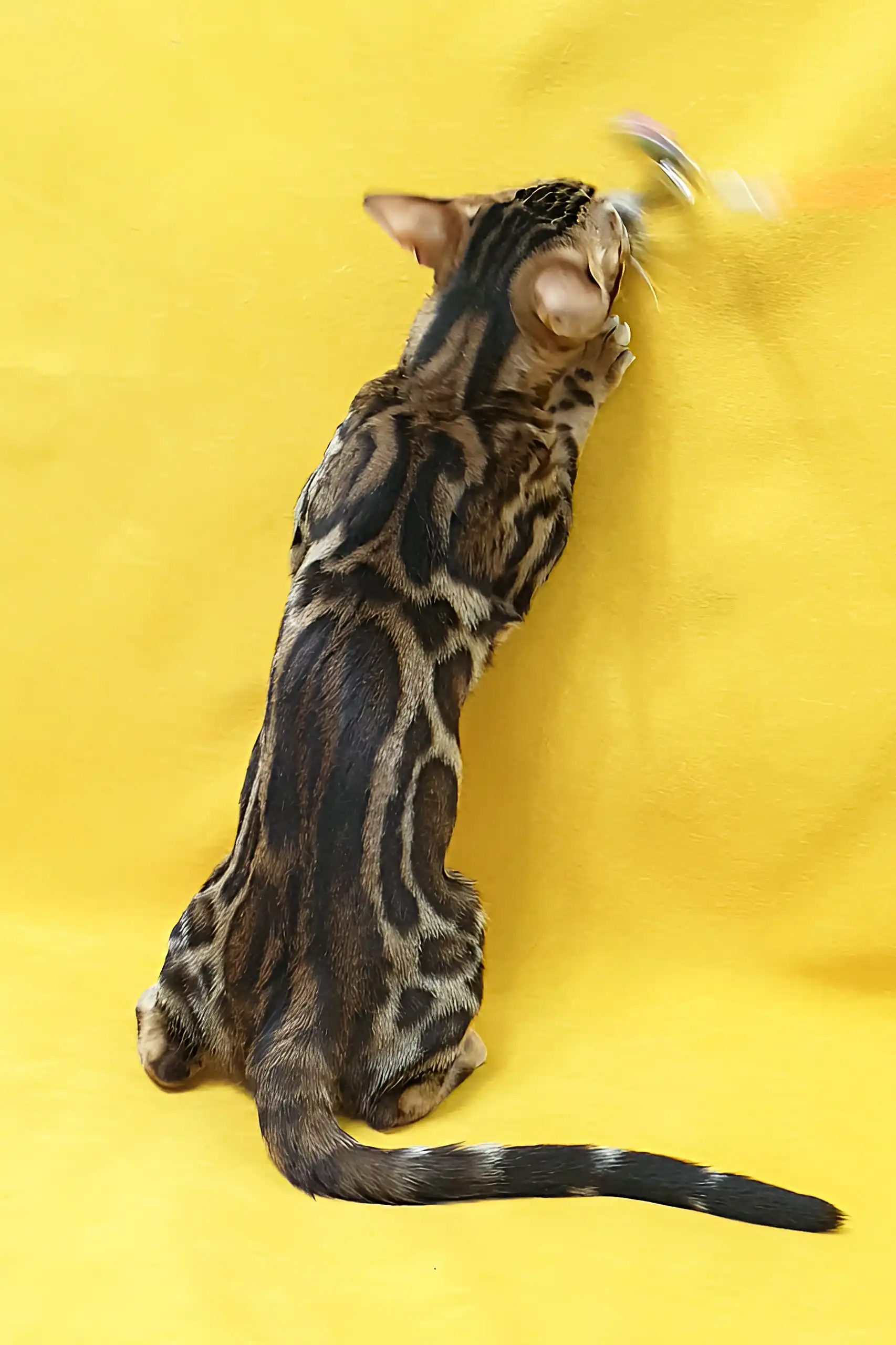 Sunny | Bengal Kitten - Image 3