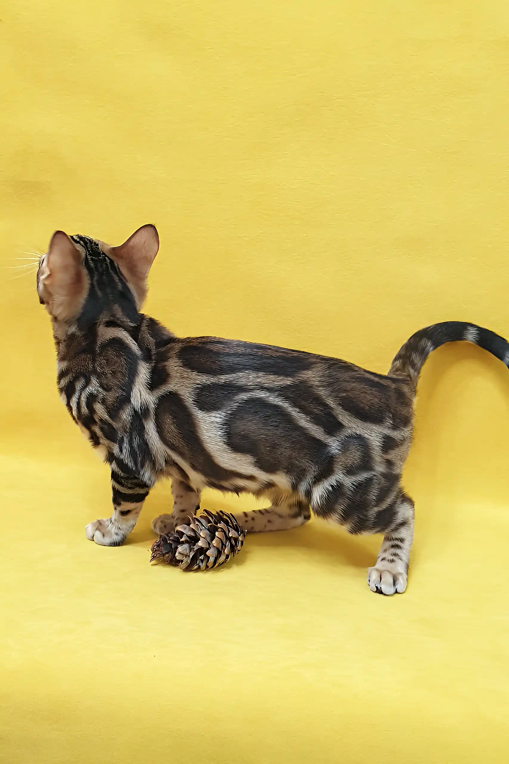 Sunny | Bengal Kitten - Image 5