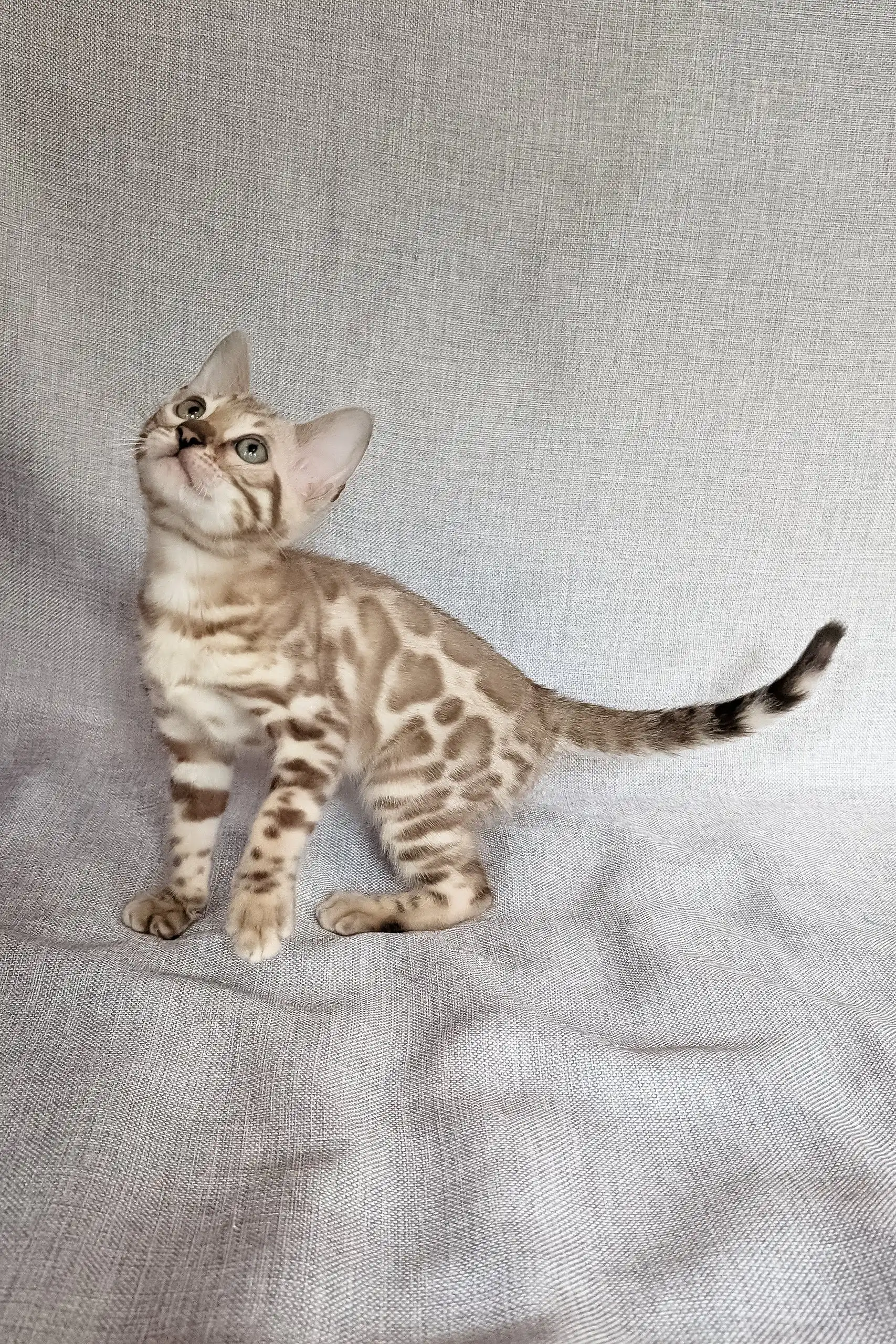 Susie | Bengal Kitten - Image 8