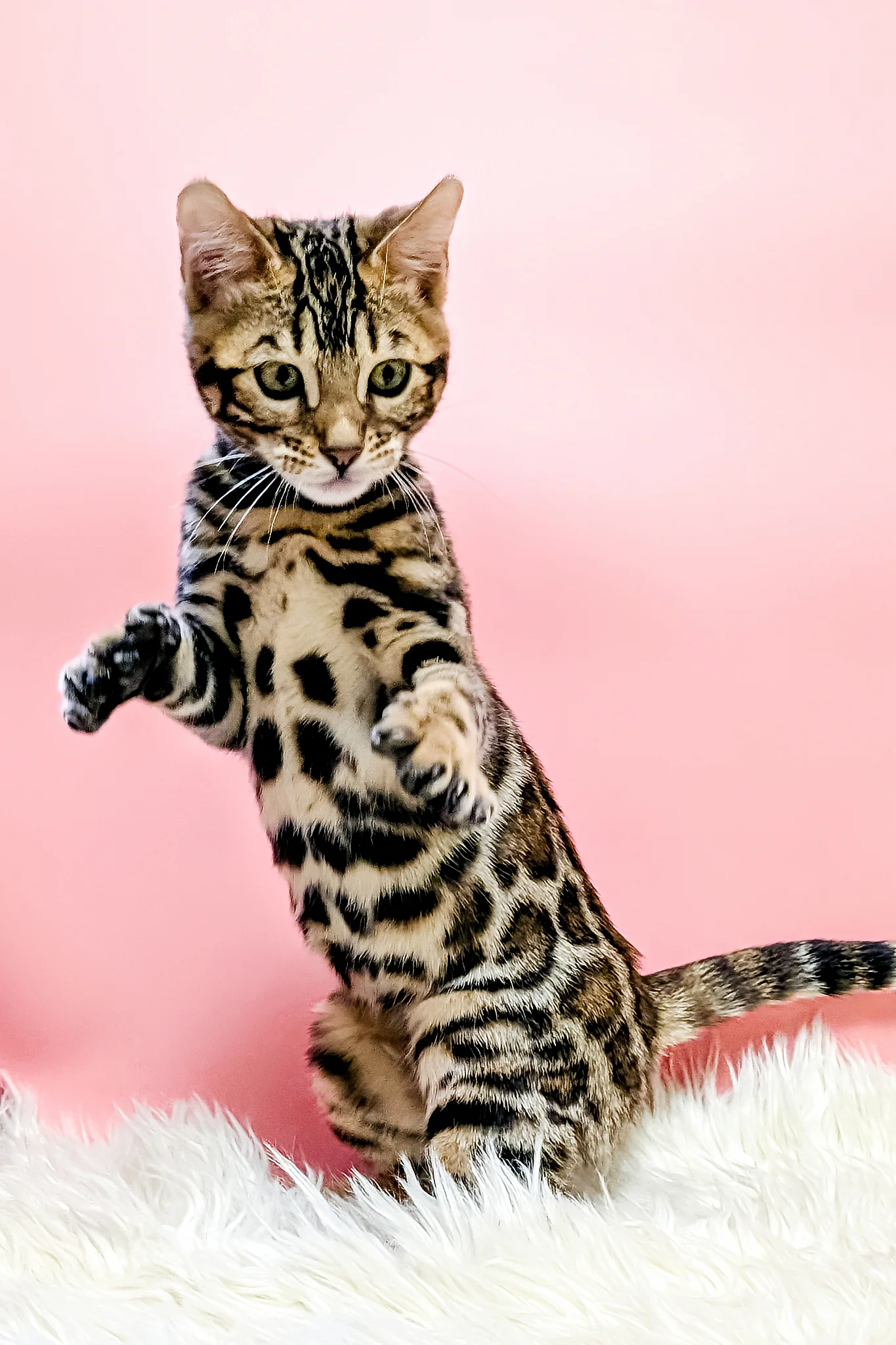 Tiffany | Bengal Kitten - Image 2