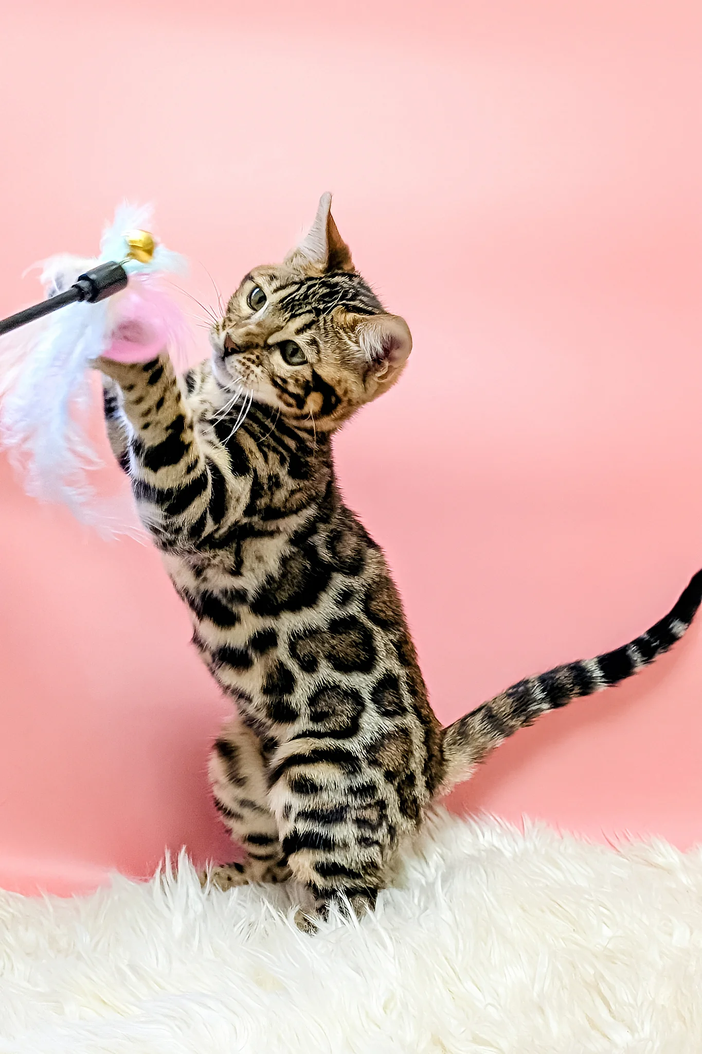 Tiffany | Bengal Kitten - Image 7