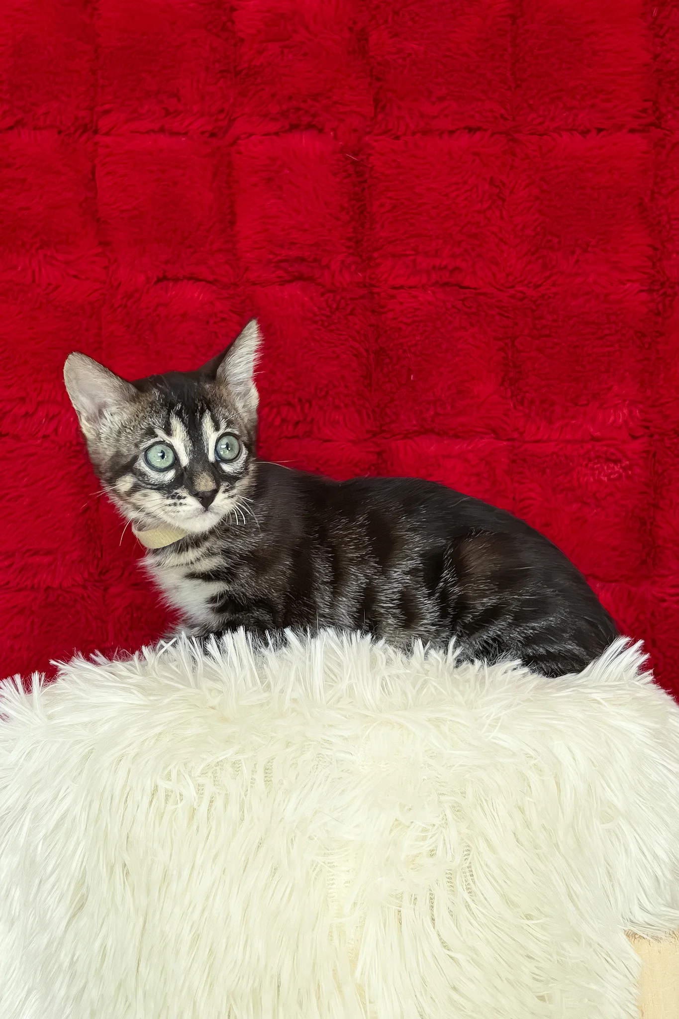 Ursula | Bengal Kitten - Image 3