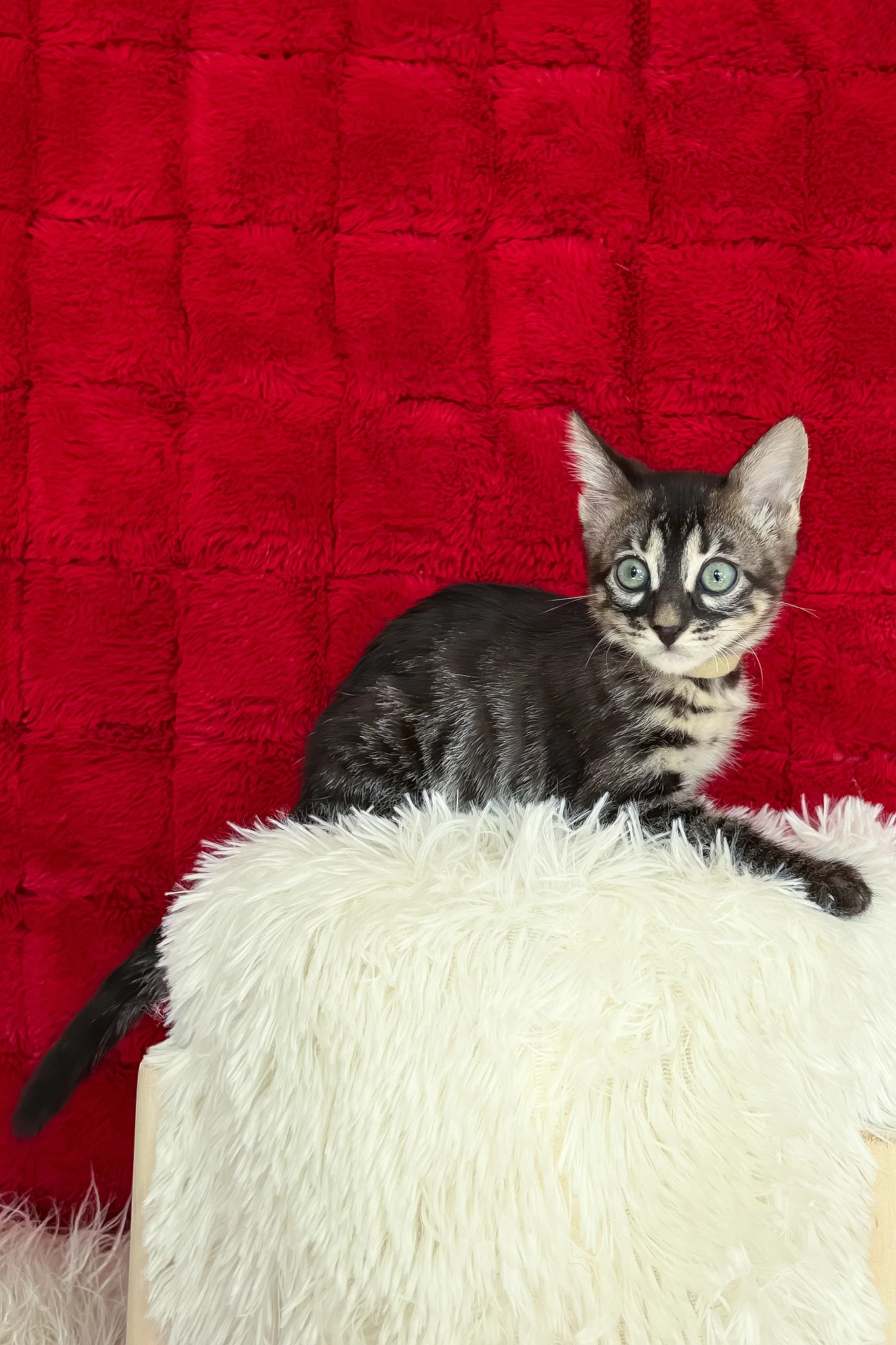 Ursula | Bengal Kitten - Image 4