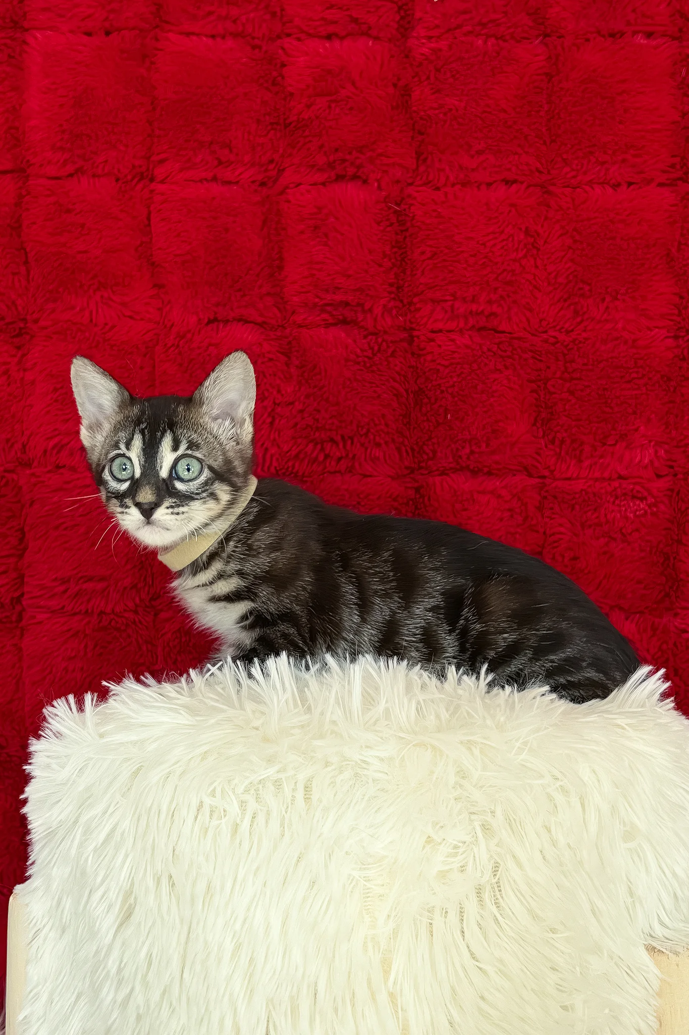Ursula | Bengal Kitten - Image 5