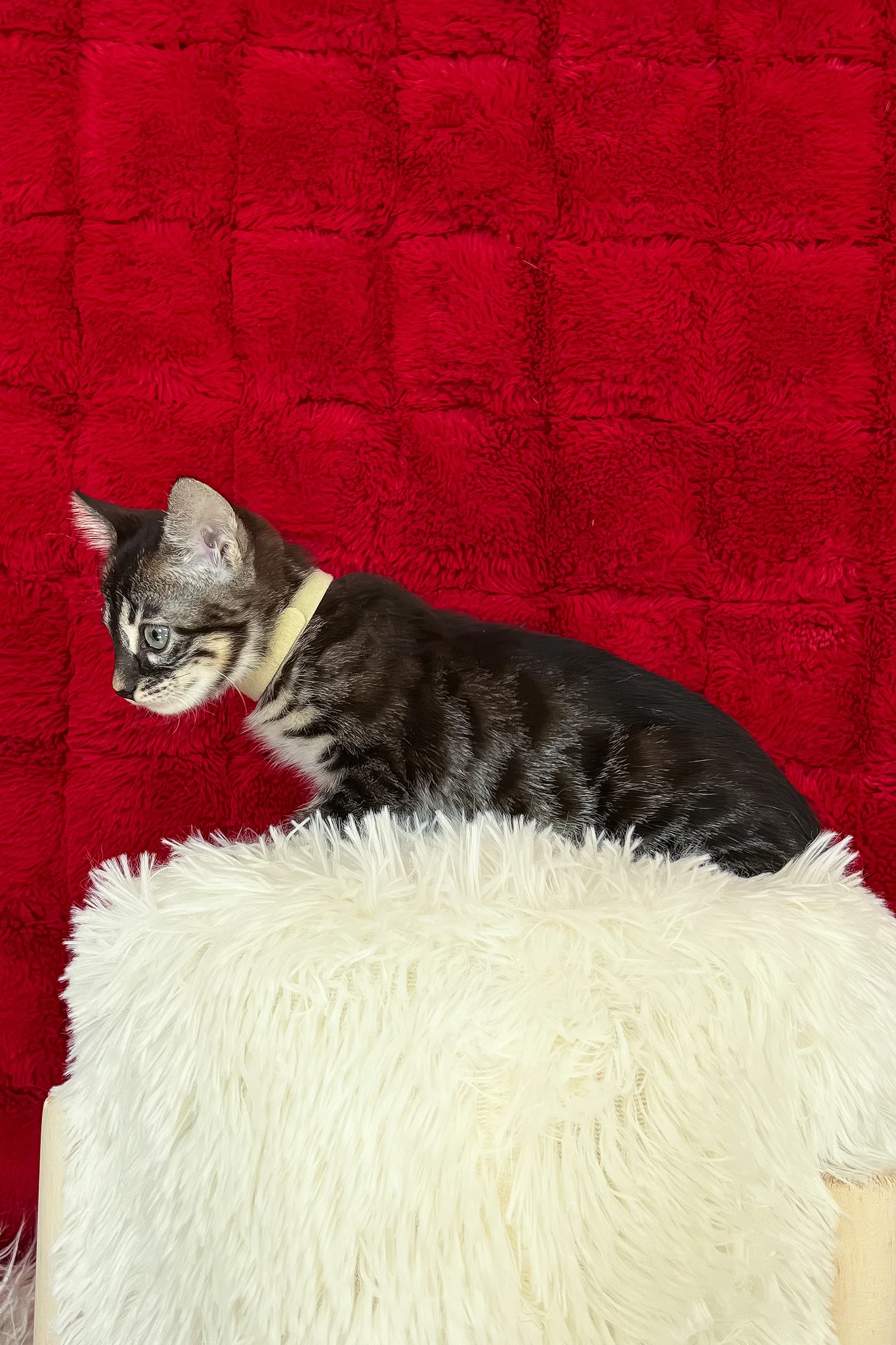 Ursula | Bengal Kitten - Image 6