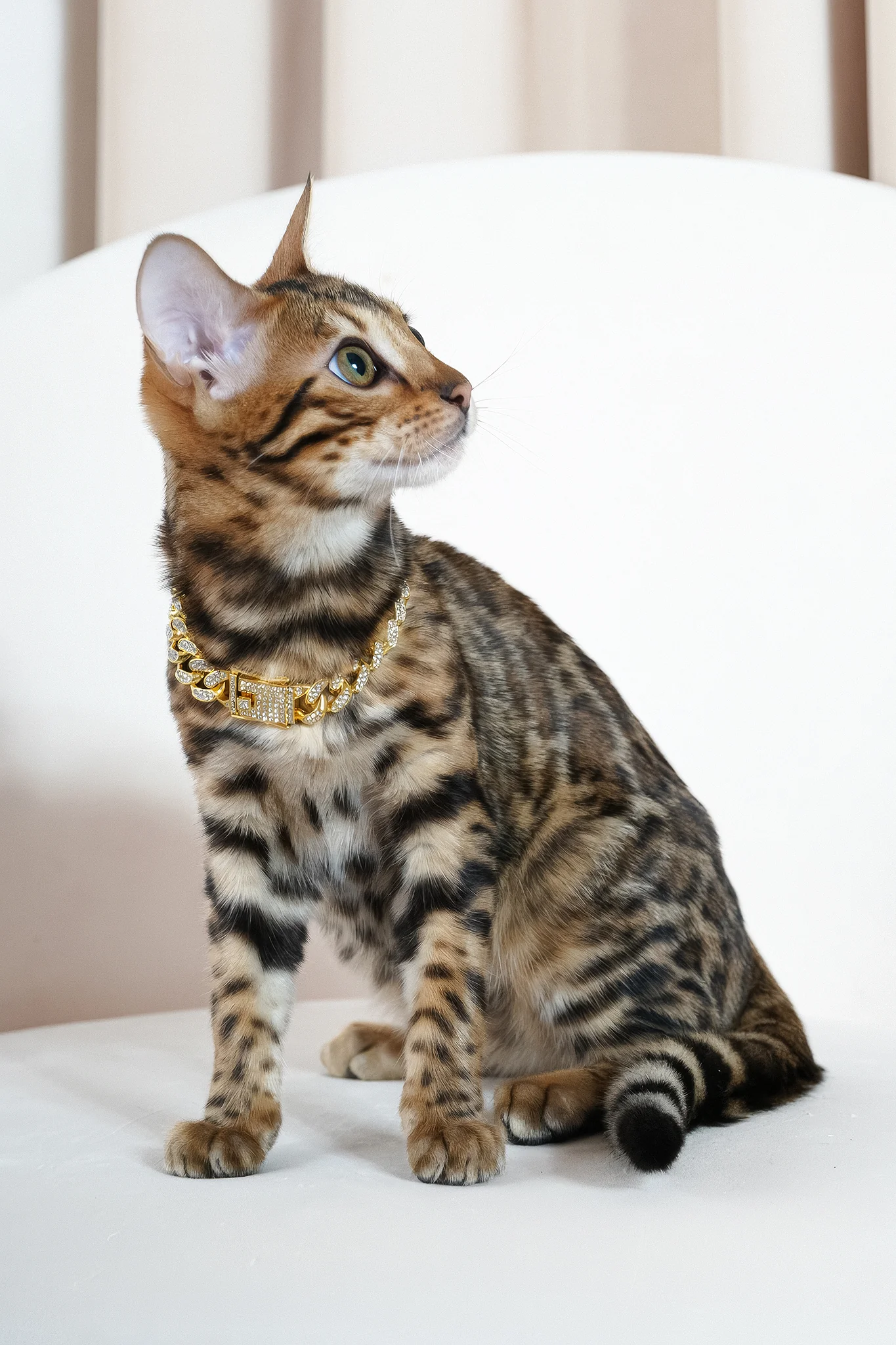 Valencia | Bengal Kitten - Image 6