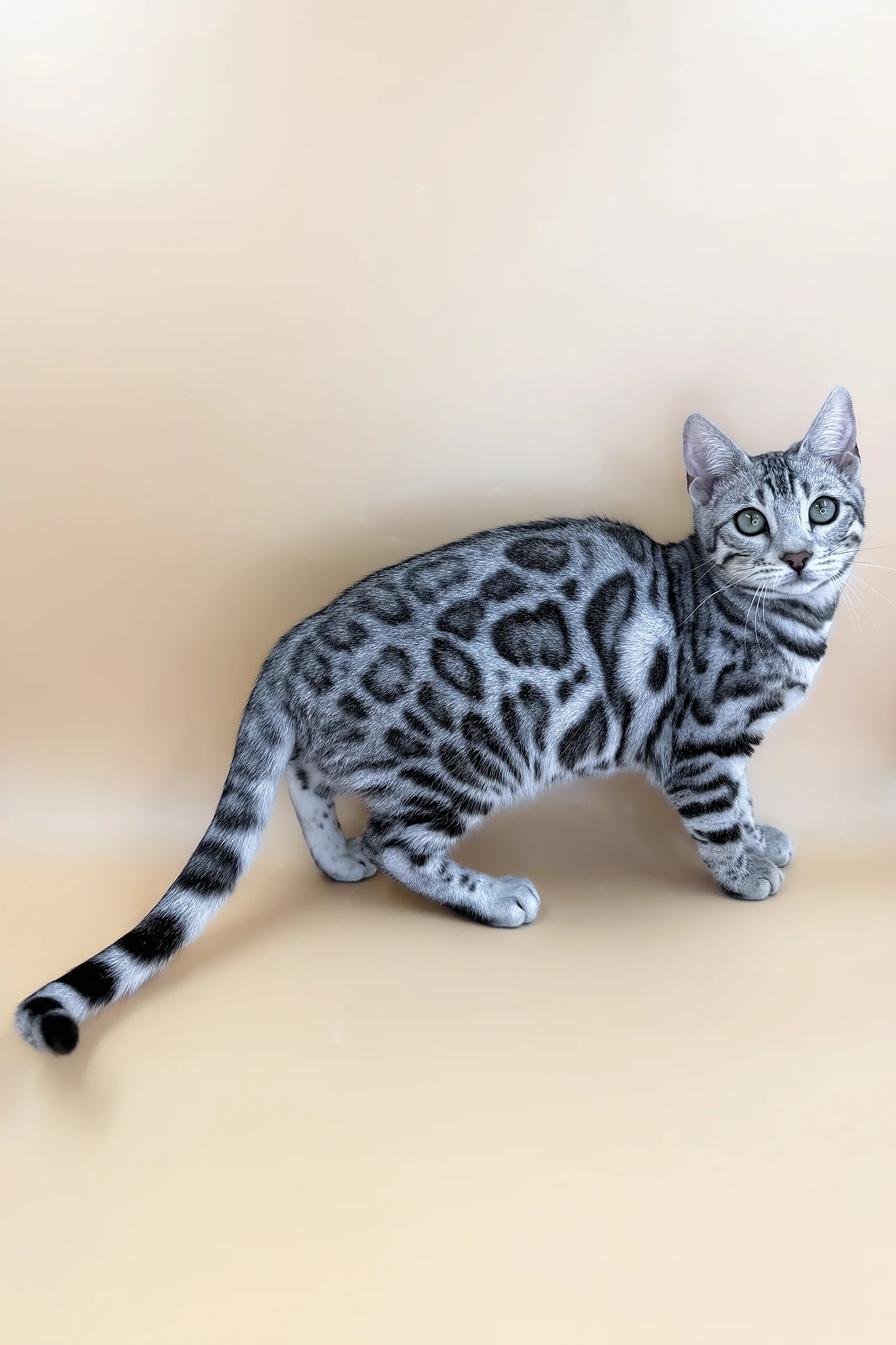 Yamaha | Bengal Kitten - Image 4